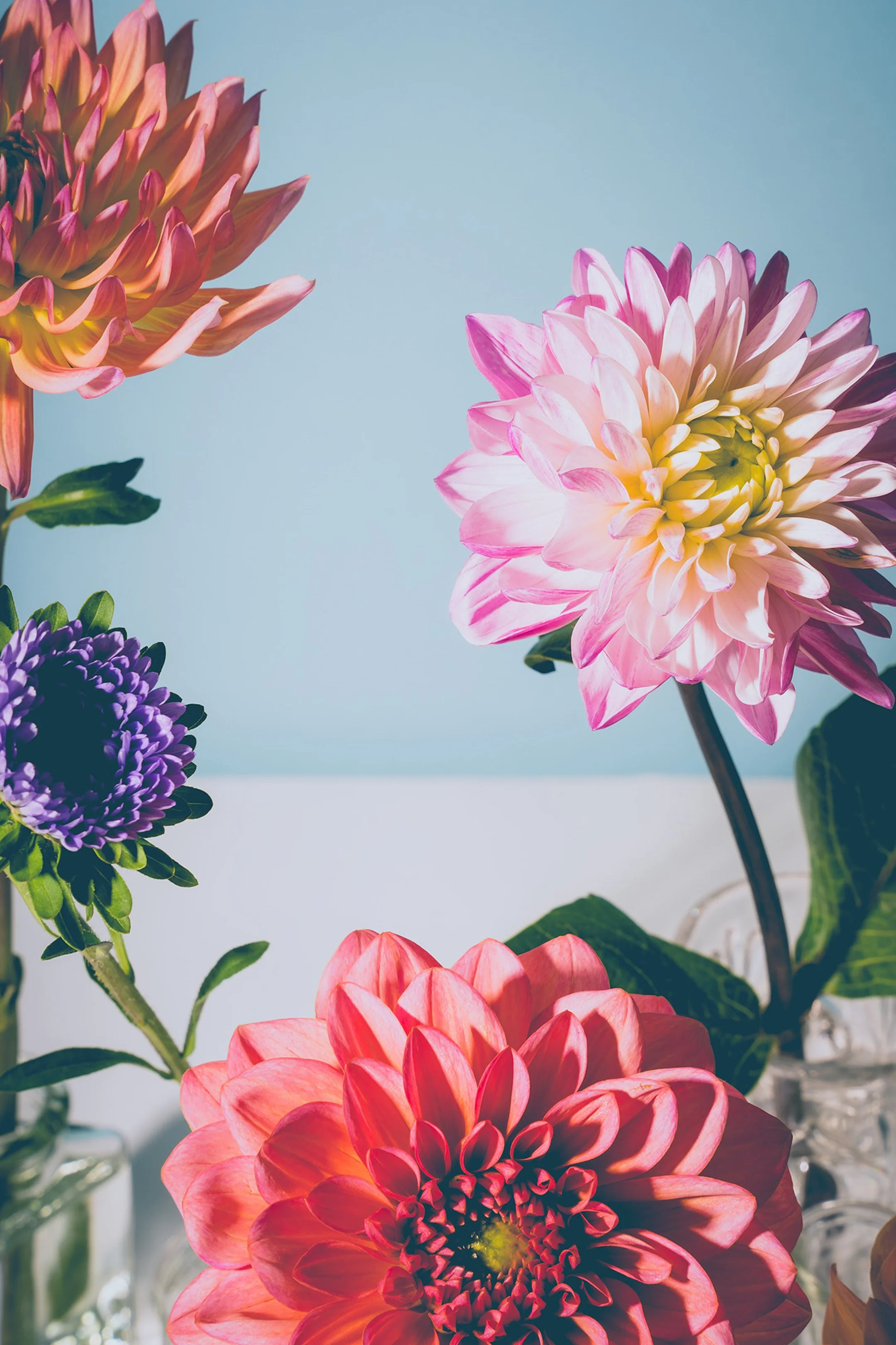 Dhalias_2.jpg