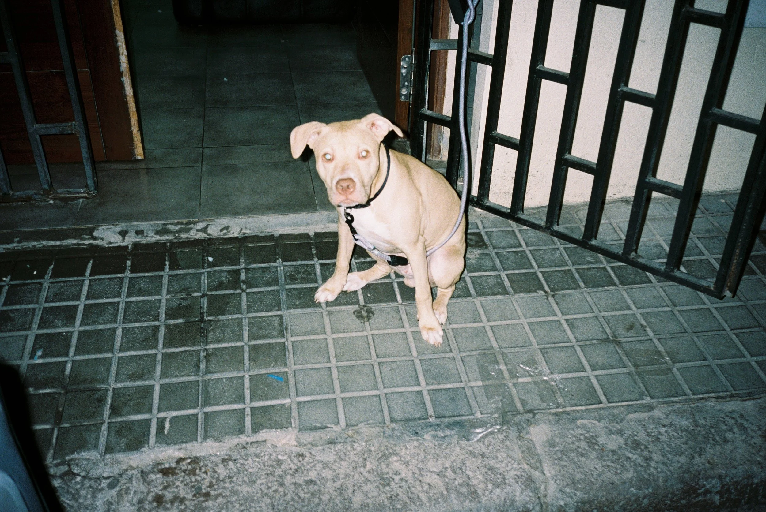 perros (83).JPG