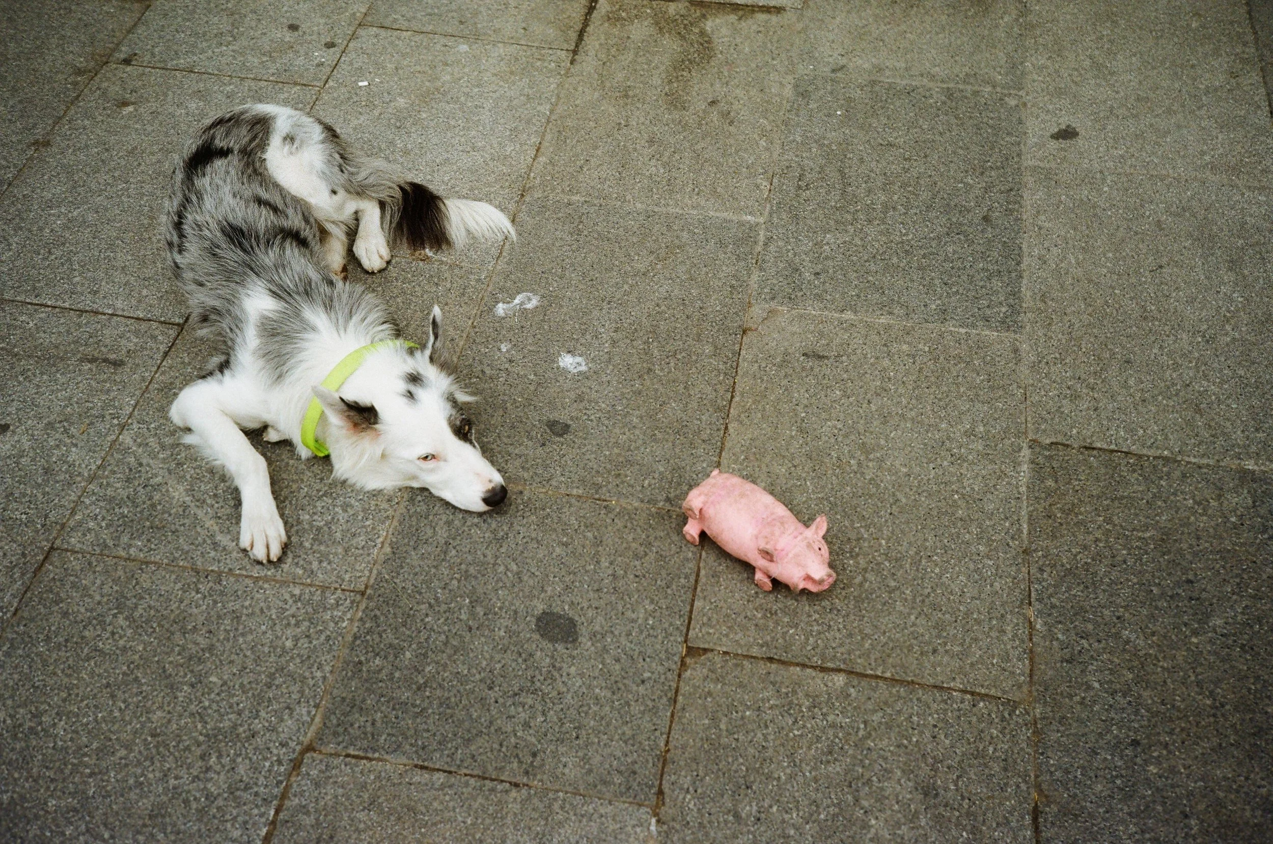 perros (99).jpg