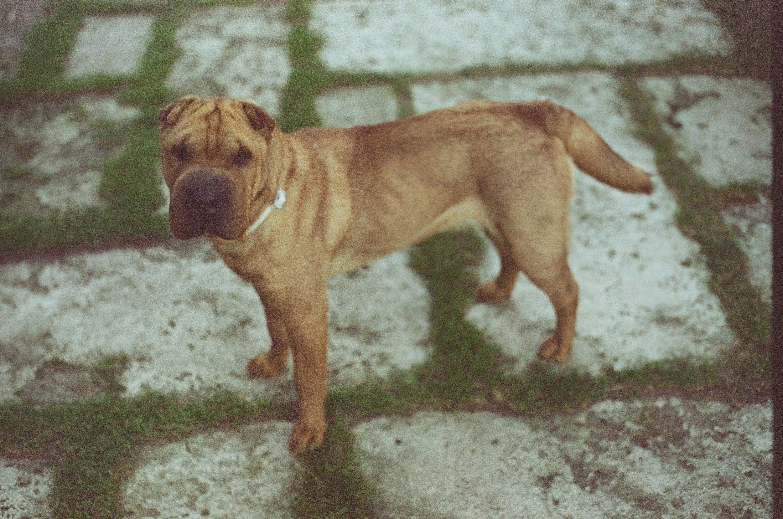 perros (104).jpg