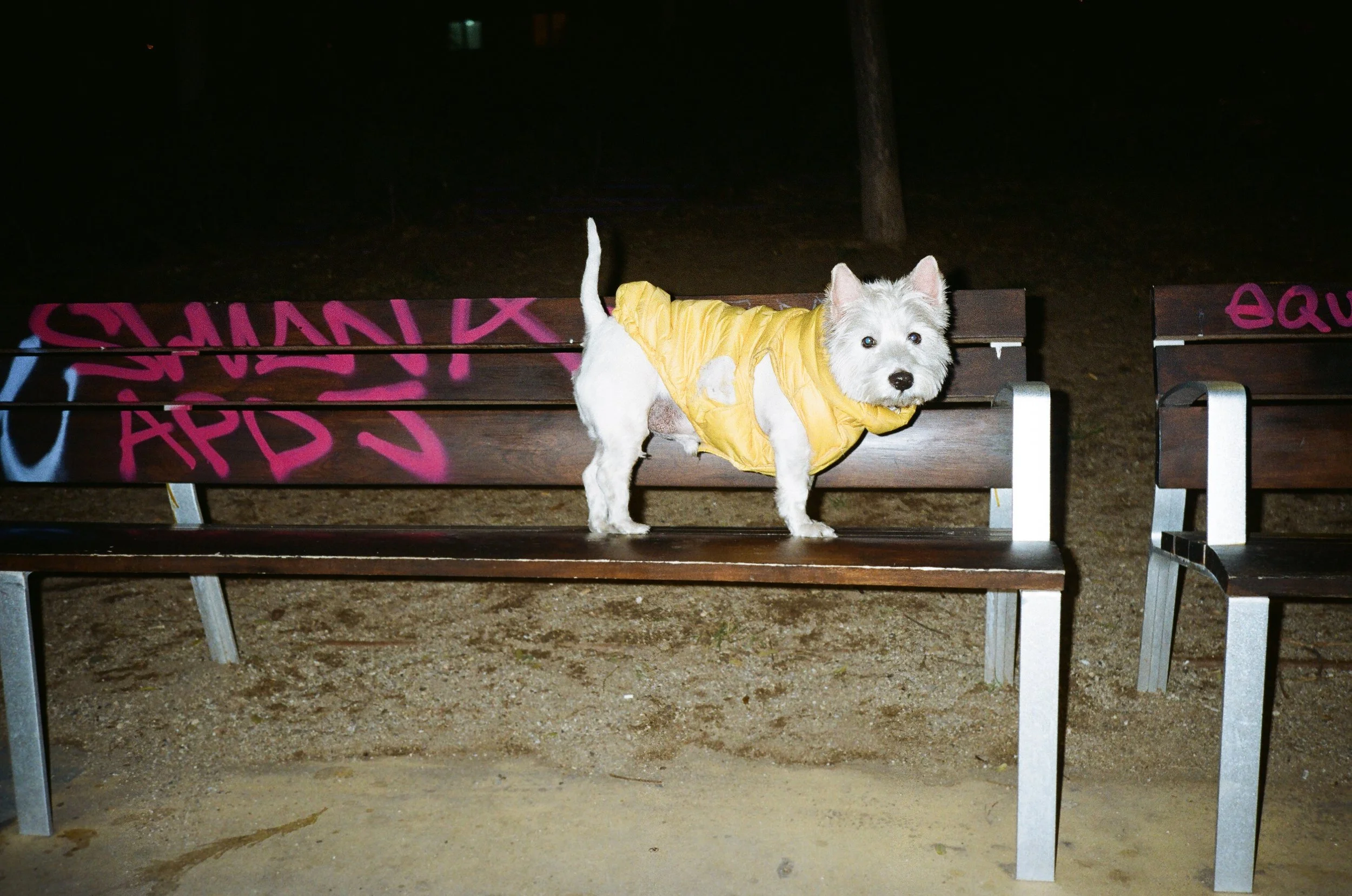 perros (98).jpg