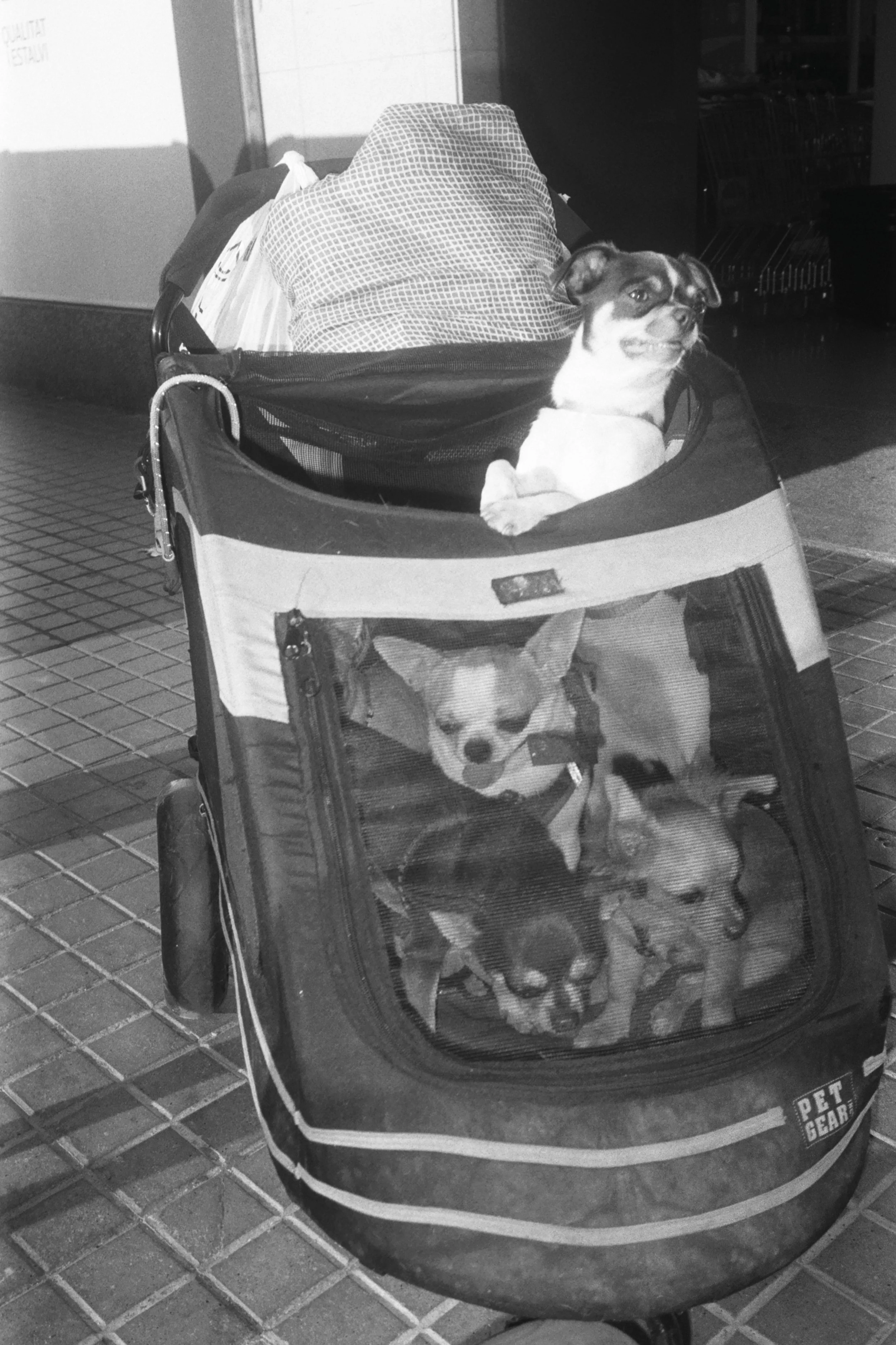 perros (89).jpg