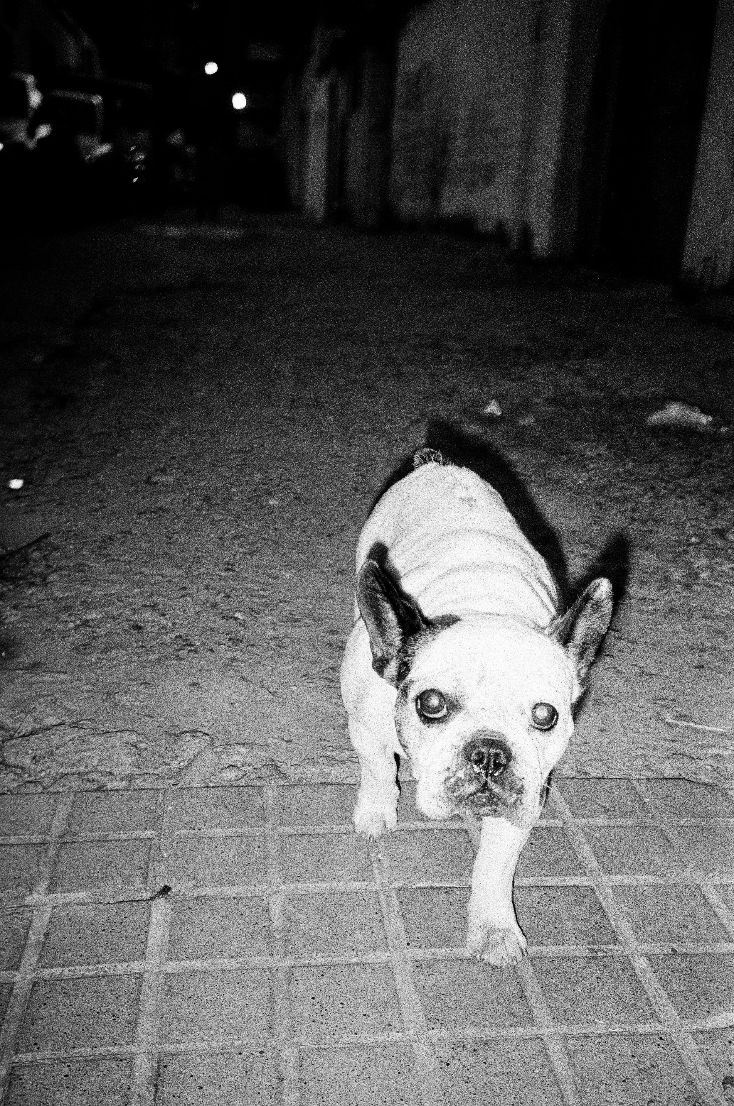 perros (91).jpg