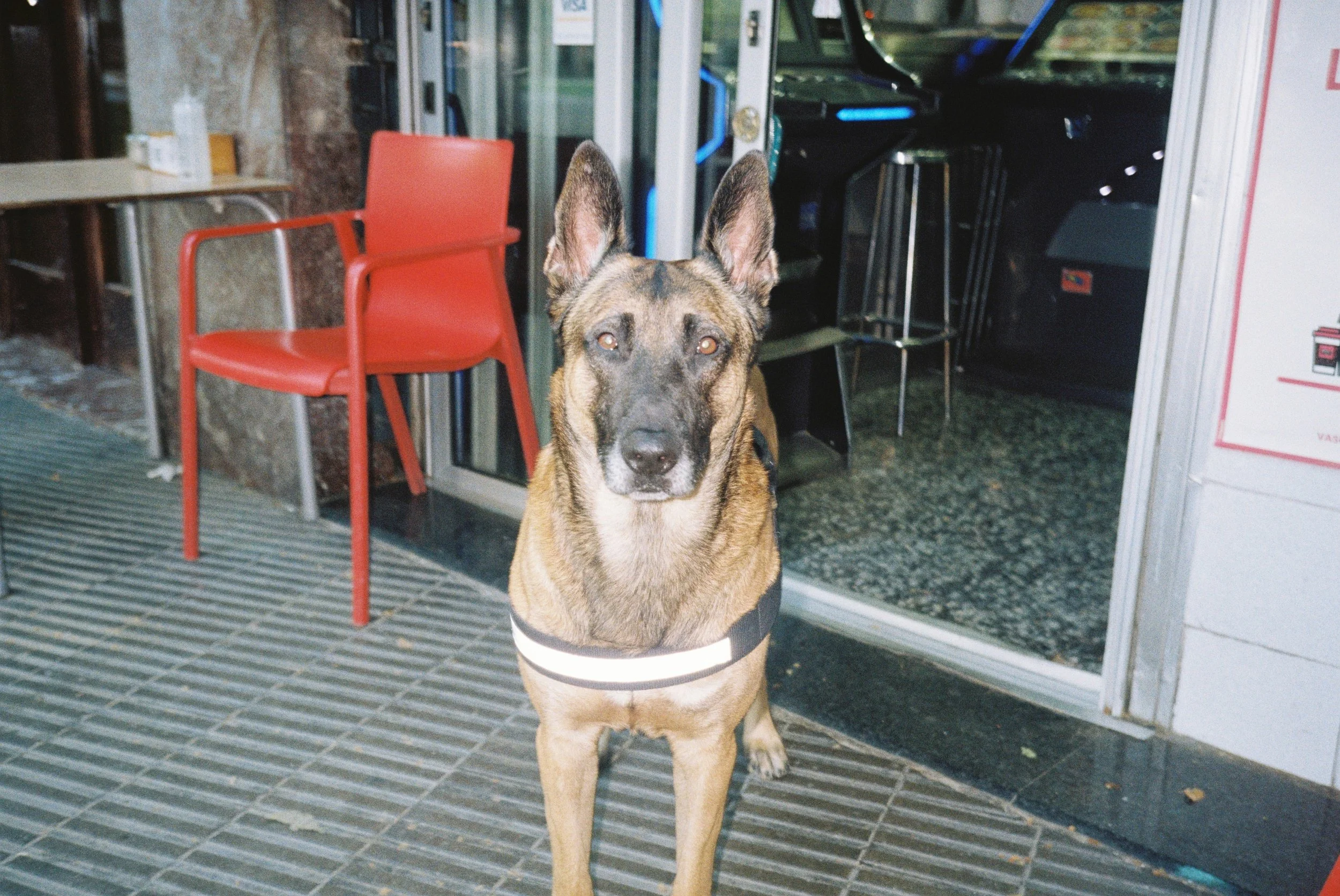 perros (120).JPG