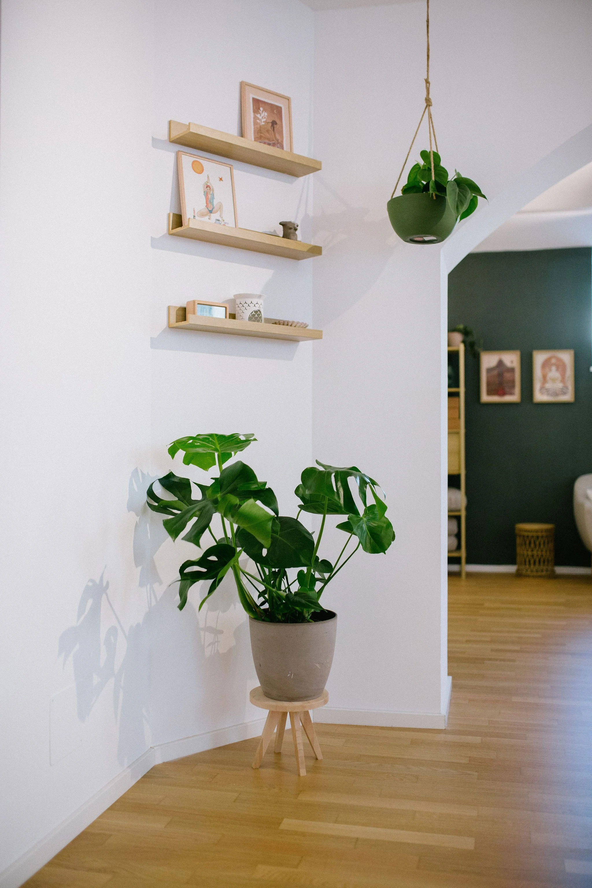 Innenaufnahme eines Wohnzimmers mit einem großen Blumentopf mit Monstera-Pflanze auf einem kleinen Holzständer, weiße Wand mit drei hölzernen Regalen mit decorativen Objekten und Bilder, grün gestrichene Wand im Hintergrund, Holzboden.