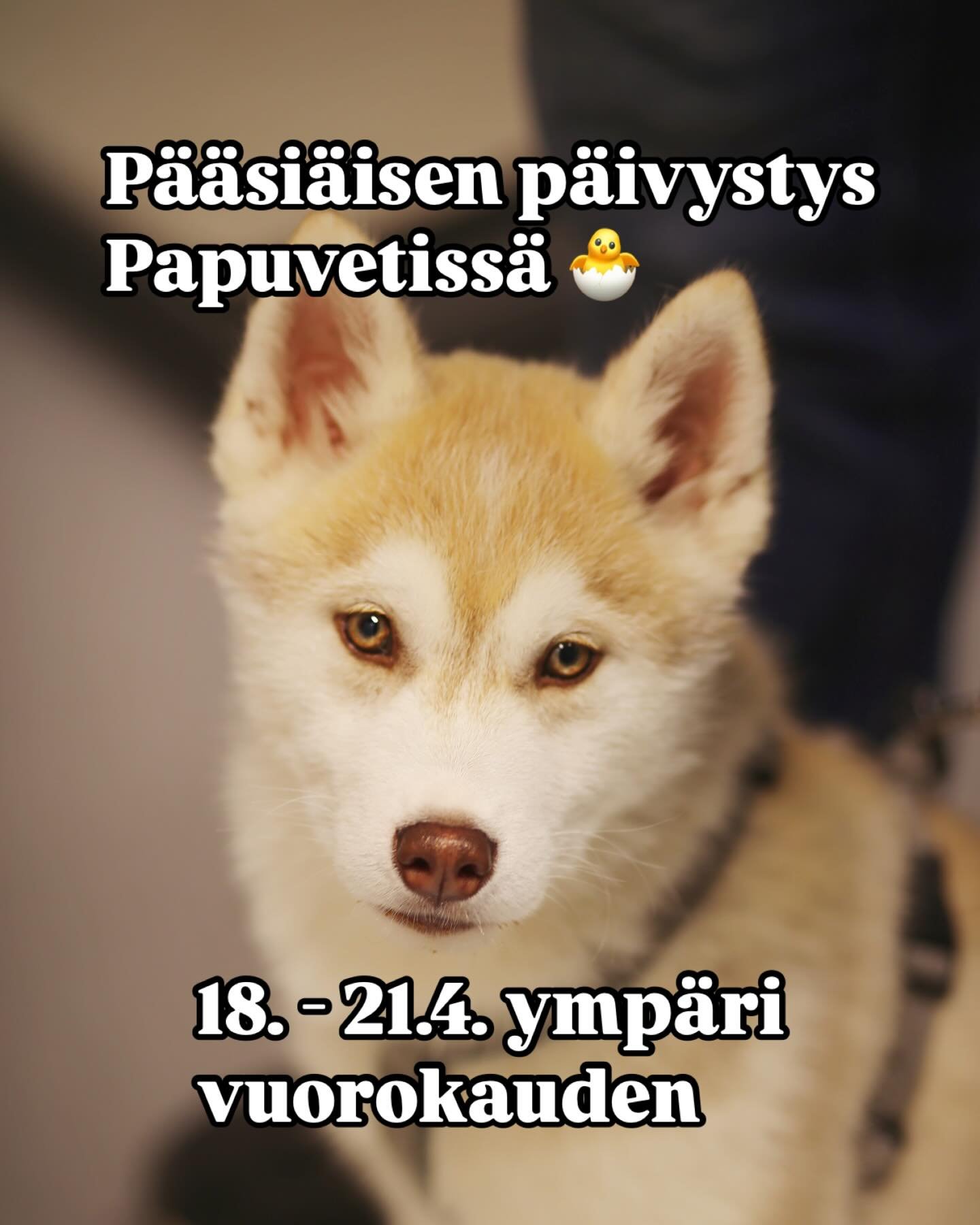 Pääsiäisen ajan päivystys Papuvetissä ✨
Papuvetin pieneläinpäivystys palvelee varsinais-Suomen lemmikinomistajia ympäri vuorokauden koko pääsiäisen ajan!
Päivystysnumero: 0600 124 44
(Soit