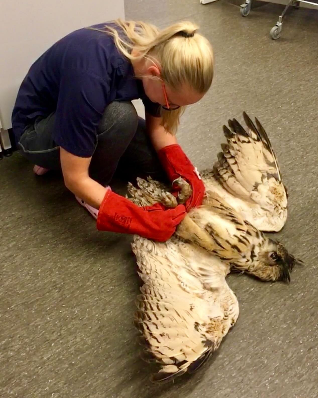 Hyvää kansainvälistä eläinlääkärien päivää! 🤩
Suomessa eläinlääkärit kulkevat uransa aikana monia polkuja ja näkevät jos jonkinlaisia otuksia 🐆 Näin on my&ou