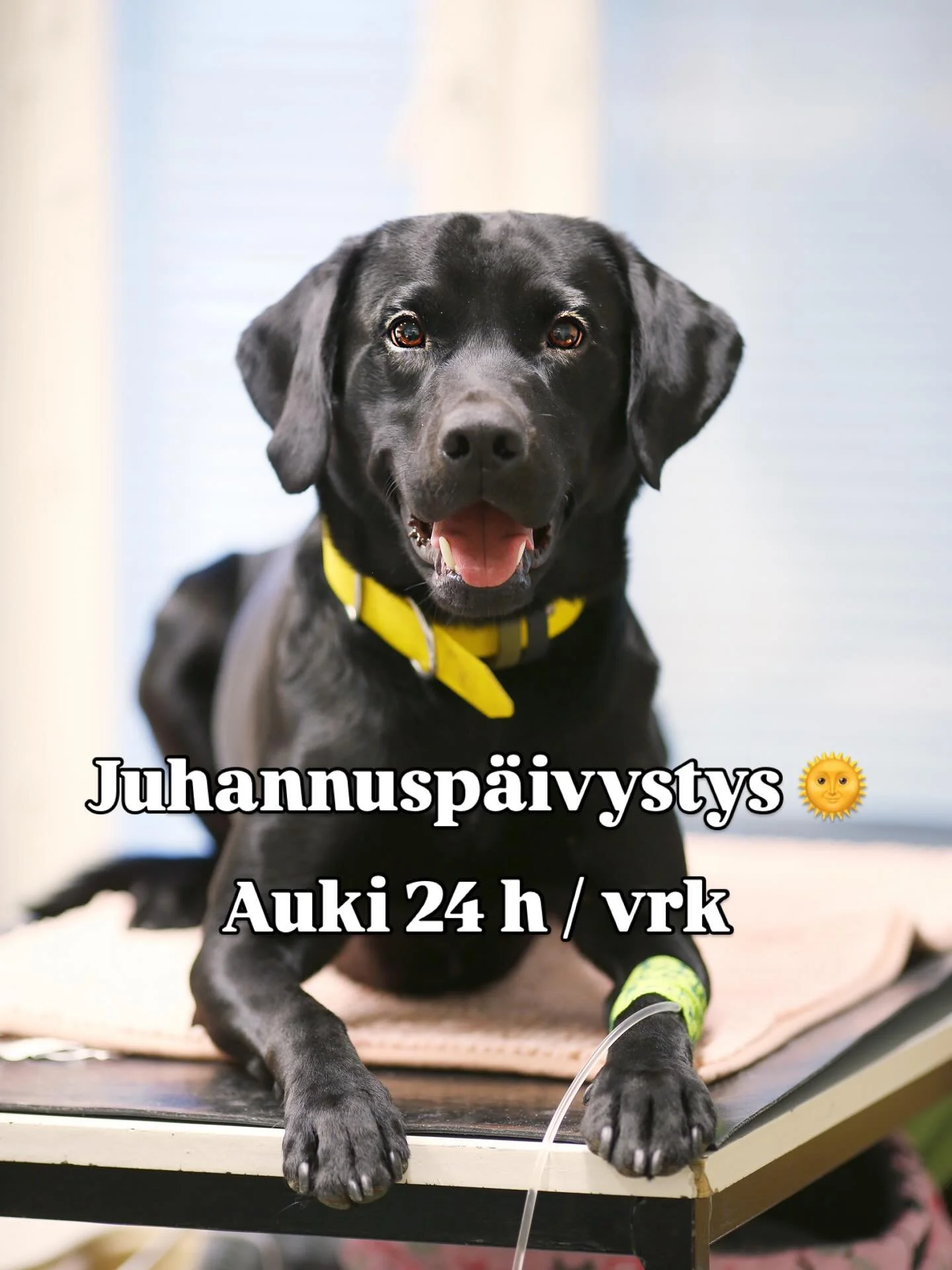 Papuvetin päivystys on auki torstaista 19.6. klo 16 alkaen läpi juhannuksen maanantaiaamuun 23.6. ympäri vuorokauden 🌅
Rauhallista ja turvallista juhannusta!
📍 Kappontie 4, Raisio
📞 0600 124 44
