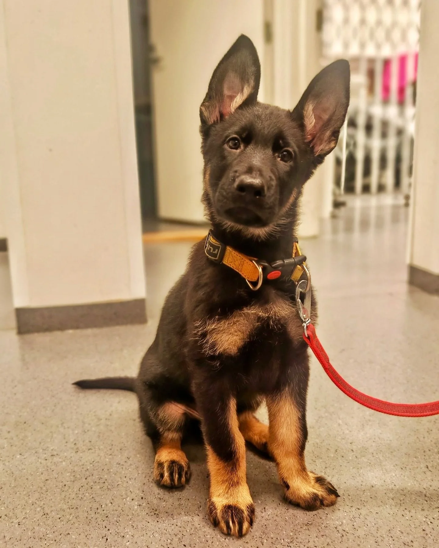 Kun sattuu ja tapahtuu, niin apu on lähellä! 🐾
8-viikkoinen Kosmo kävi päivystyksessä, kun peppuun oli jäänyt tikku jumiin. 🍑🌲
Kosmo sai vastaanotolla puudutusgeeliä pyllyyn ja tikku saatiin osaavissa k&au