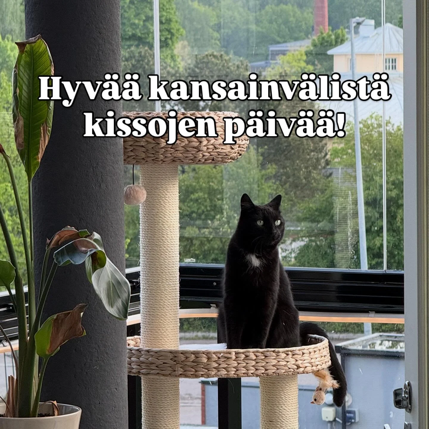 Hyvää kansainvälistä kissojen päivää! 🐈‍⬛Meillä Papuvetissä työskentelee todellisia kissaihmisiä ja juhlapäivän kunniaksi laadimme koosteen työntekijöidemme karvakamuista