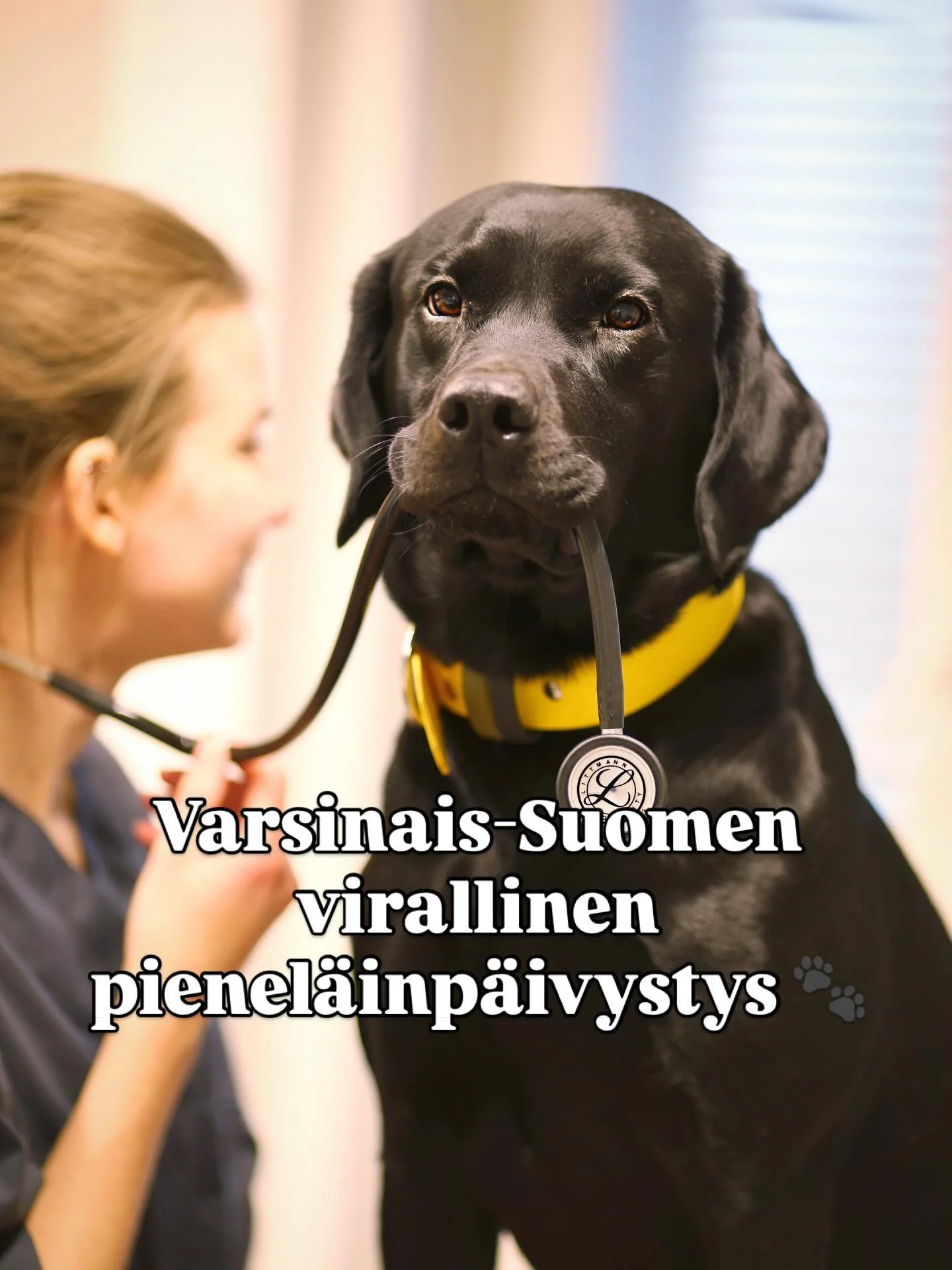 Papuvet on auki joka yö 365 päivää vuodessa! 💤 Tarkemmin olemme auki arkisin klo 16 - 08 ja viikonloppuisin ympäri vuorokauden ☀️
Papuvetissä lemmkkikaverisi nopean hoitoonpääsyn varmistaa iltaisin kaksi el&a