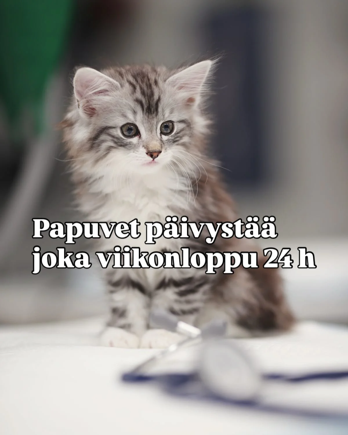 Papuvet päivystää koko viikonlopun - yötä päivää - alkaen perjantaina klo 16 aina maanantaiaamuun klo 8 asti 🐾
Kun hätä yllättää - me autamme 🐶🐱
📞 0600 124 44