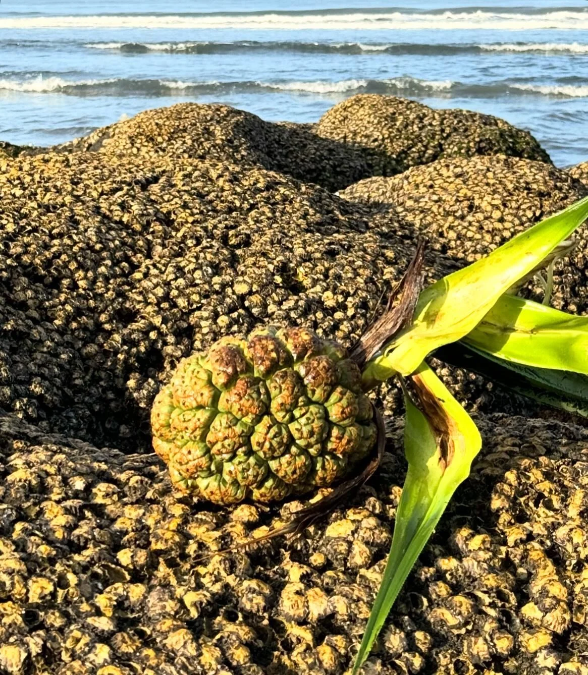 It&rsquo;s very rewarding to find pandan fruits on the beach. It&rsquo;s not always easy to pick them, thought because the leaves are like cactus leaves with spines. It feels like finding a treasure when you come across the pandan fruit on the beach.