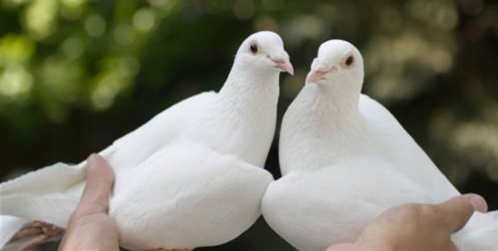 cropped-cropped-cropped-2-doves-1.jpeg