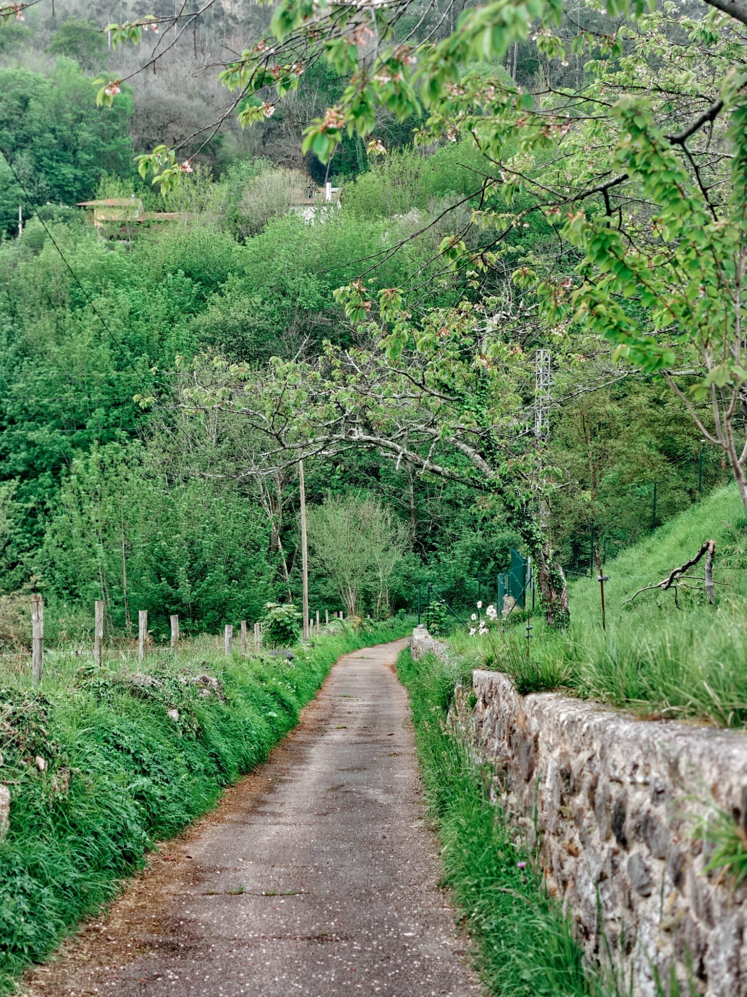 We Came to Asturias, and We Stayed