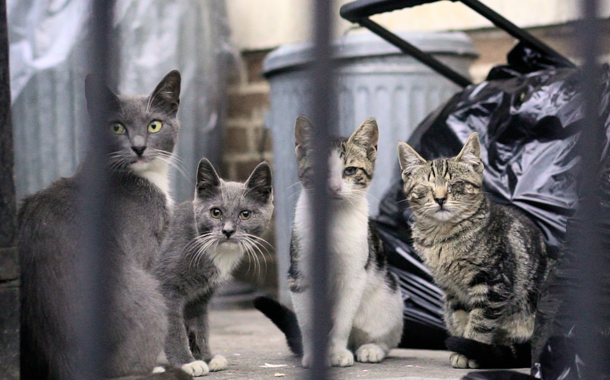 Flatbush Cats: Underfoot