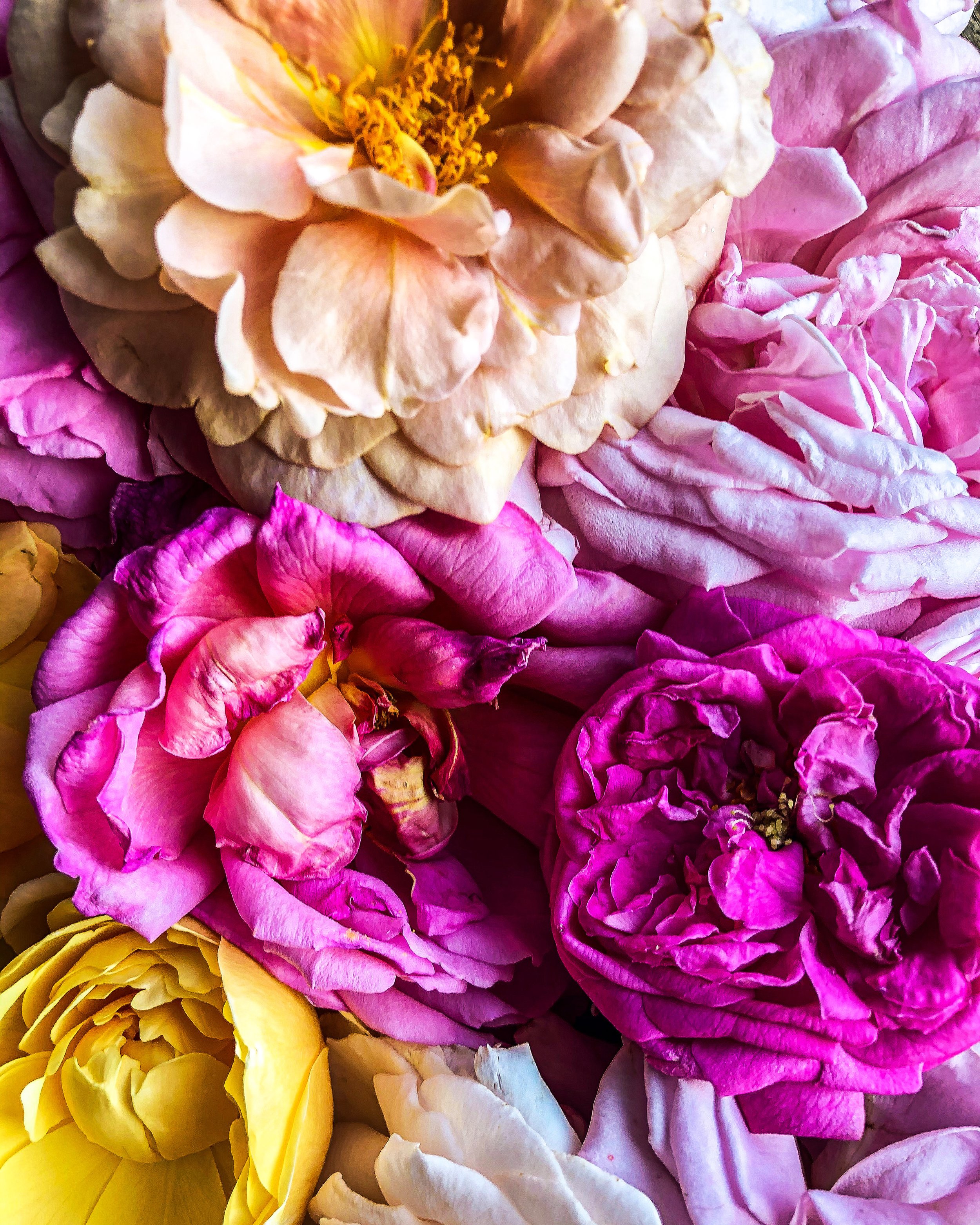 roses.jpeg