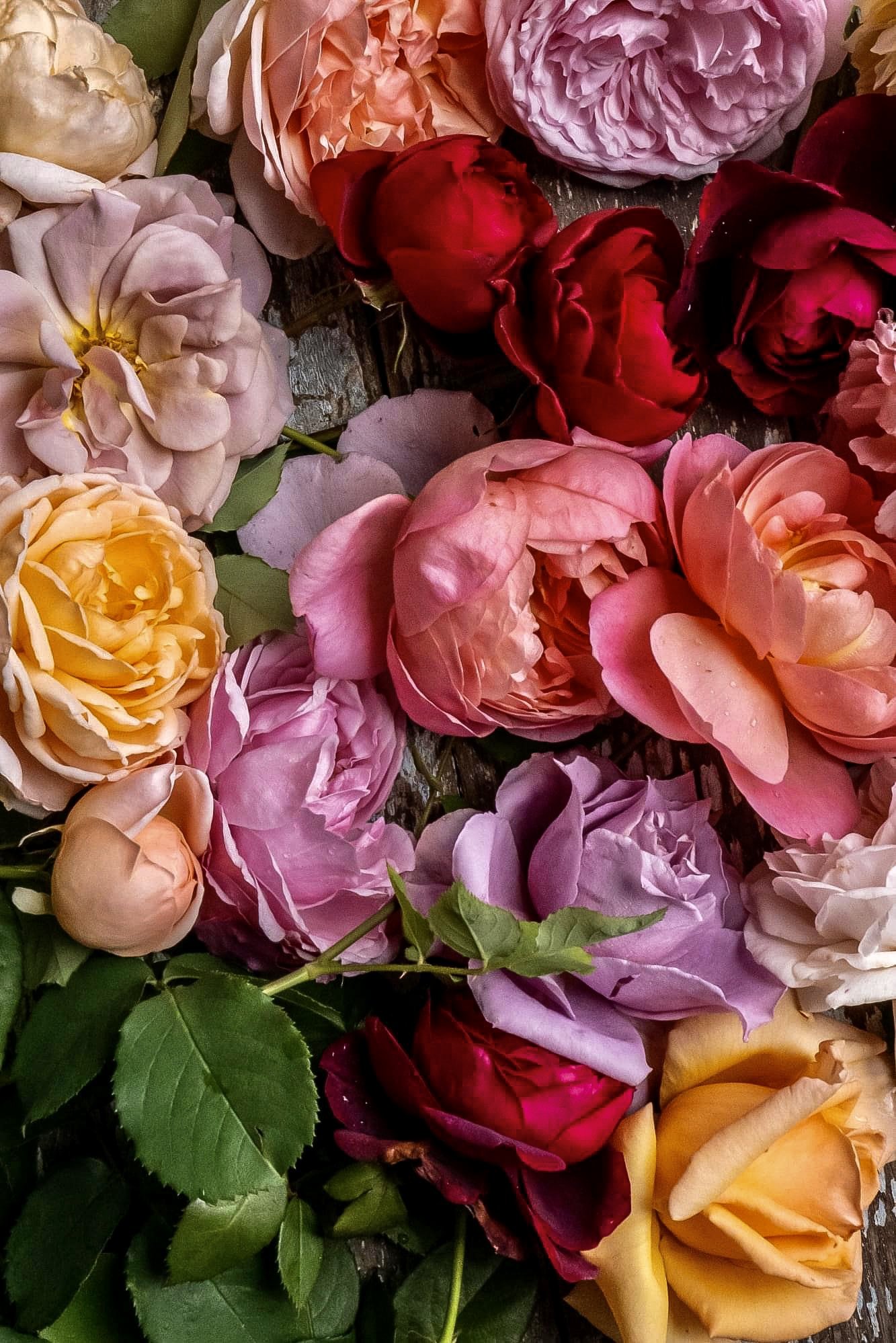 roses2.jpeg