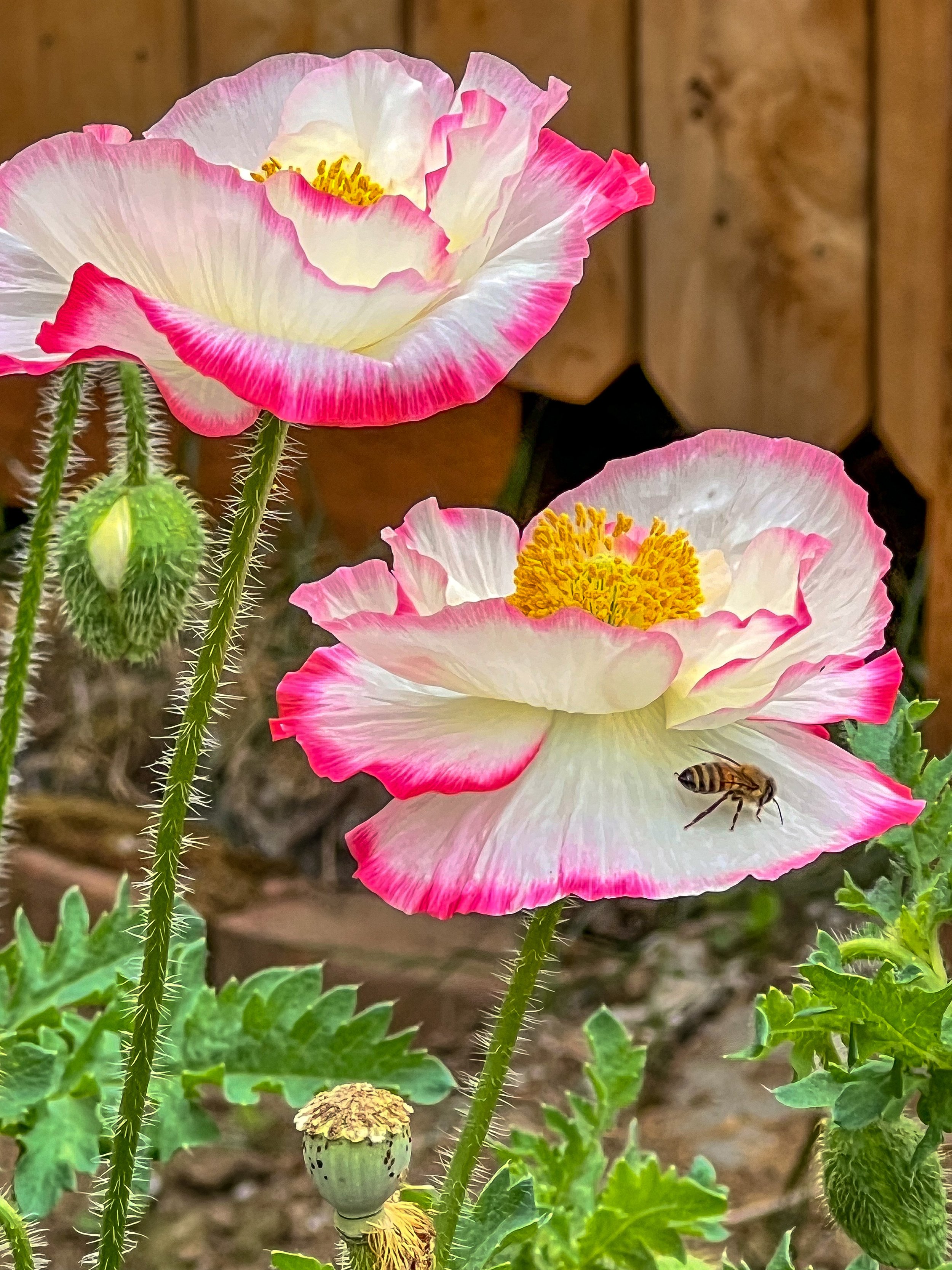 Poppy and Bee