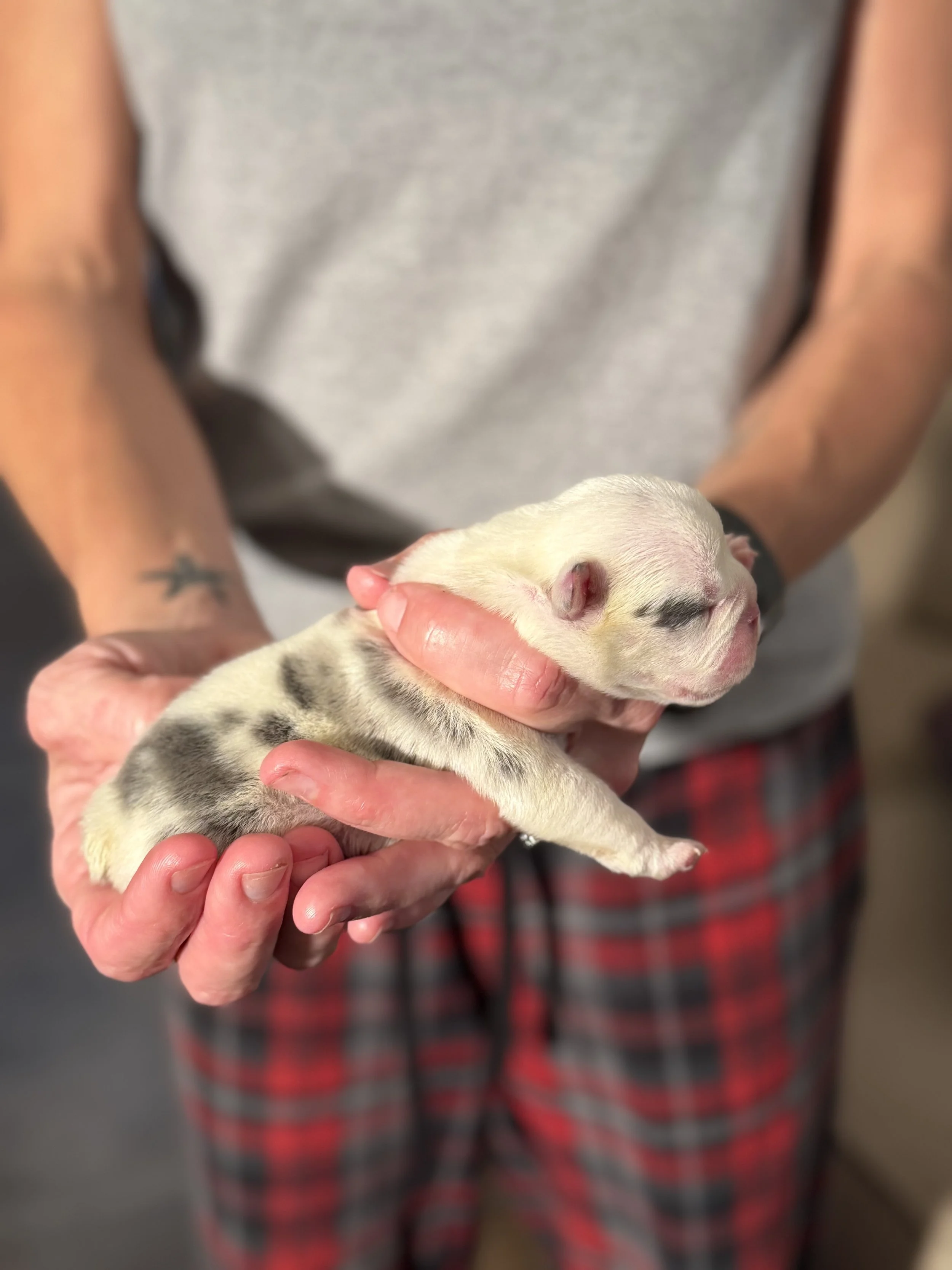 Nala & Cyber Attack Puppies