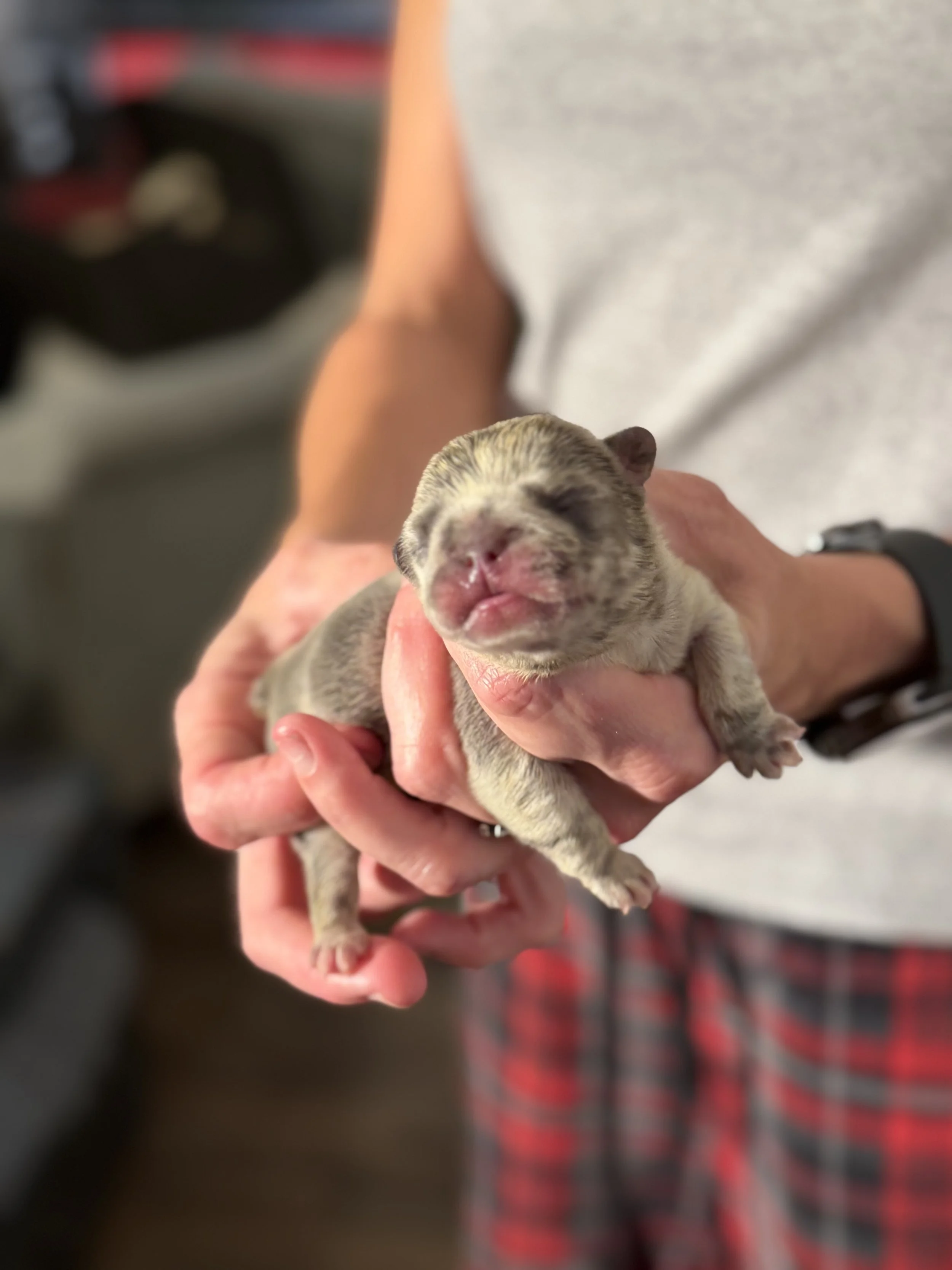 Nala & Cyber Attack Puppies