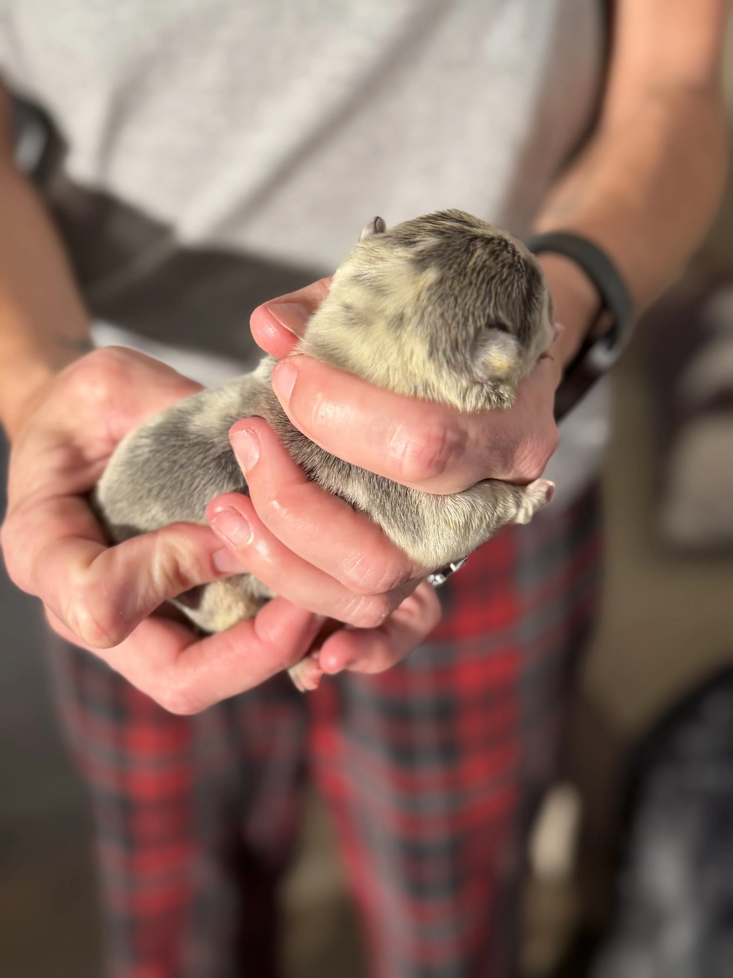 Nala & Cyber Attack Puppies