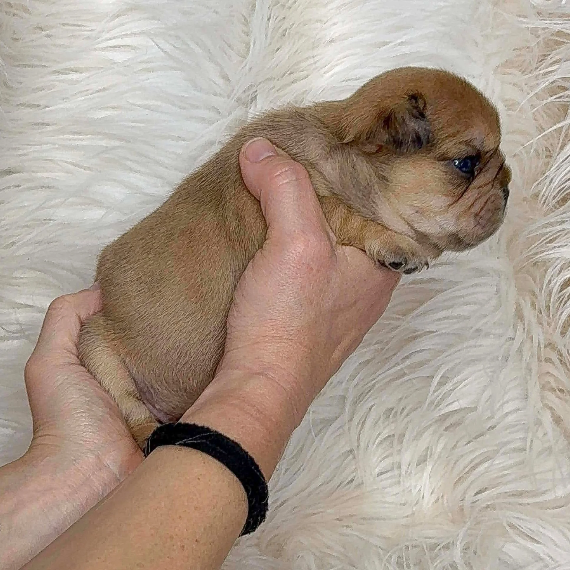 AVAILABLE Red Fawn Merle Male Fluffy Carrier so has a super soft low shedding coat   - $5500 obo