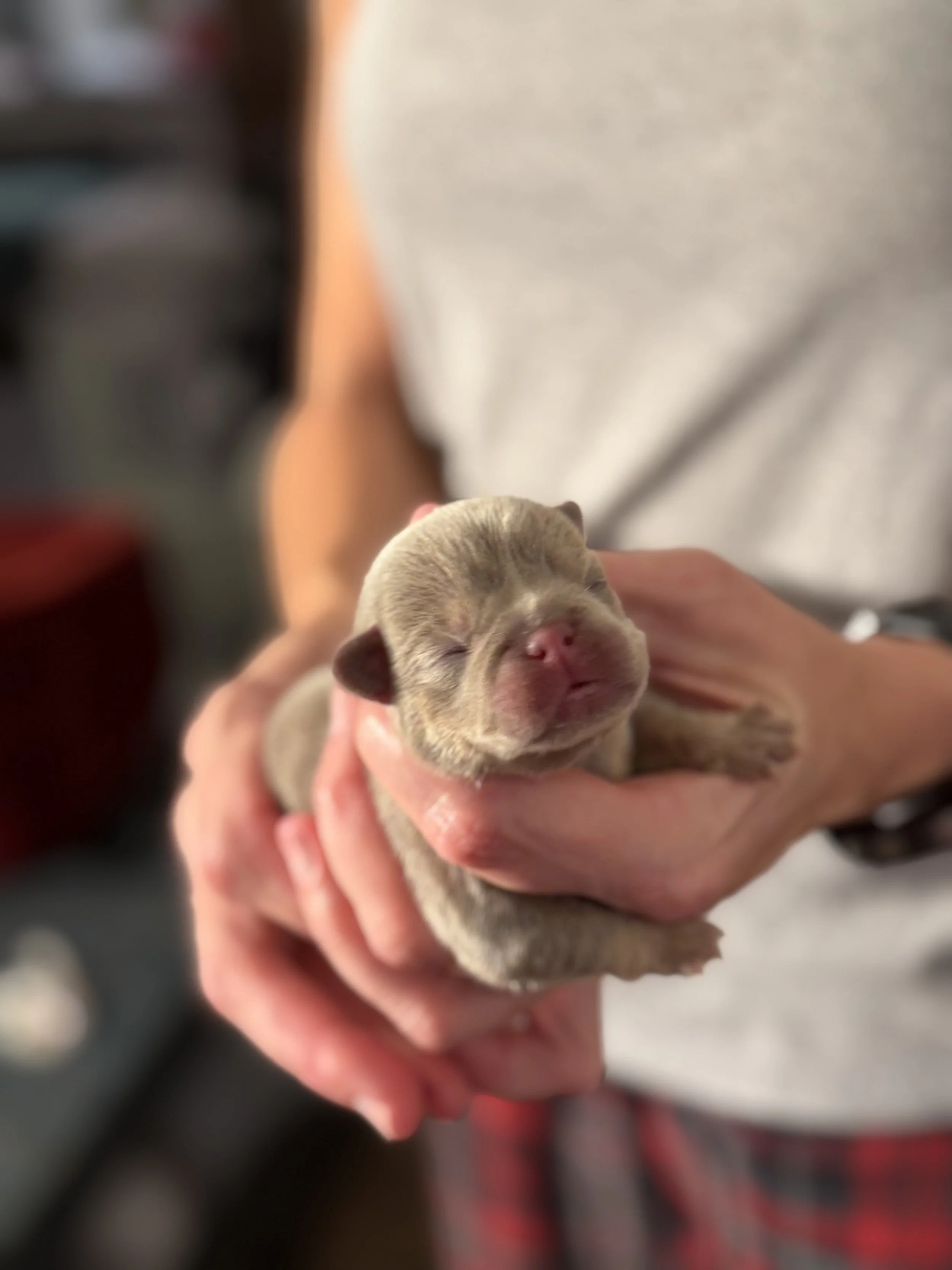 Nala & Cyber Attack Puppies