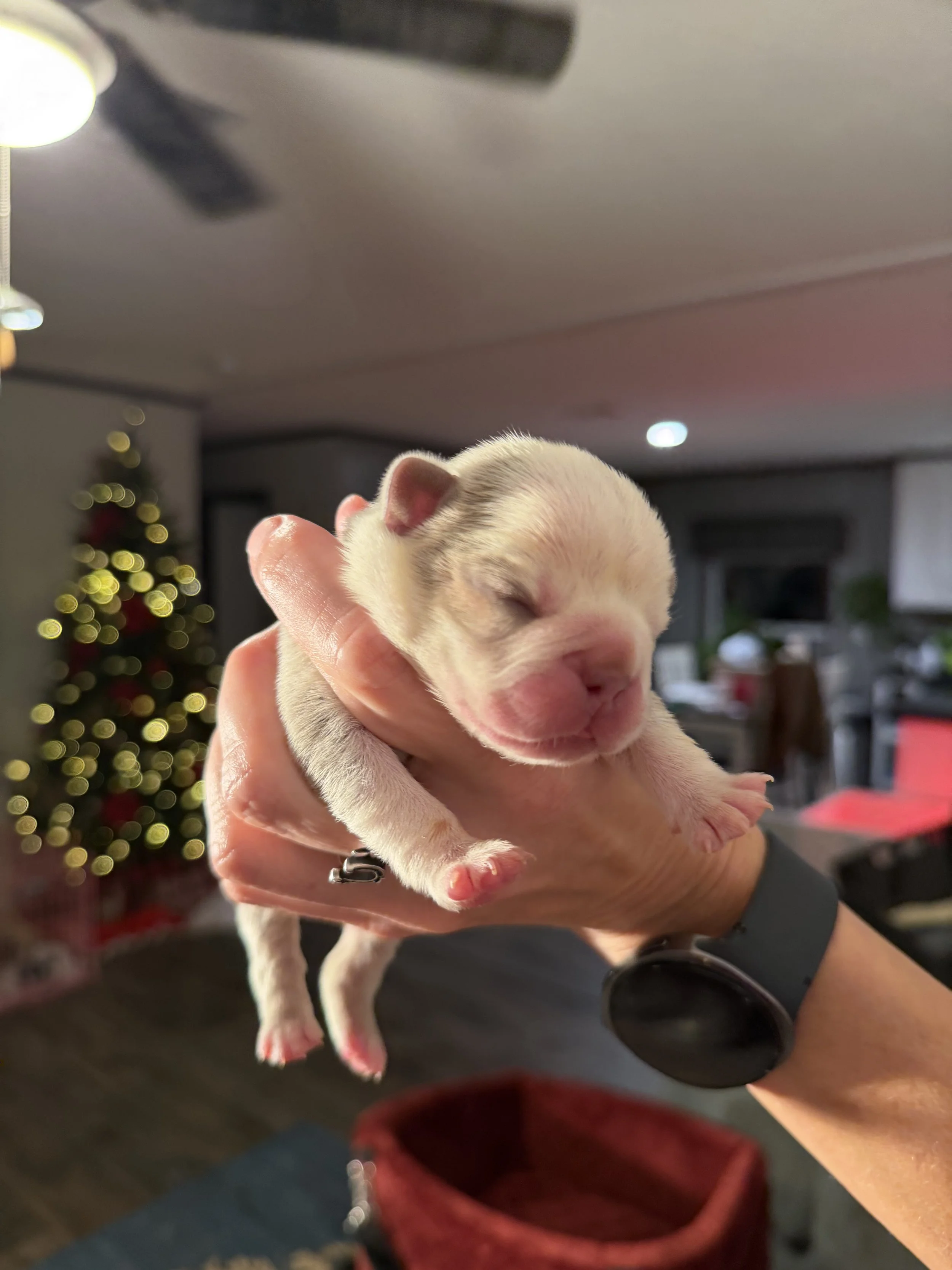 Nala & Cyber Attack Puppies