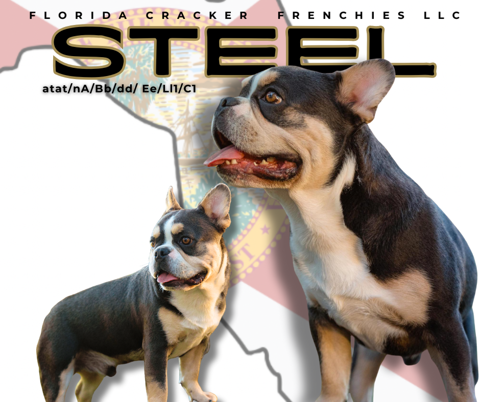 Steel is our Irish Pied carrying Fluffy, Curl, pink & Chocolate French Bulldog