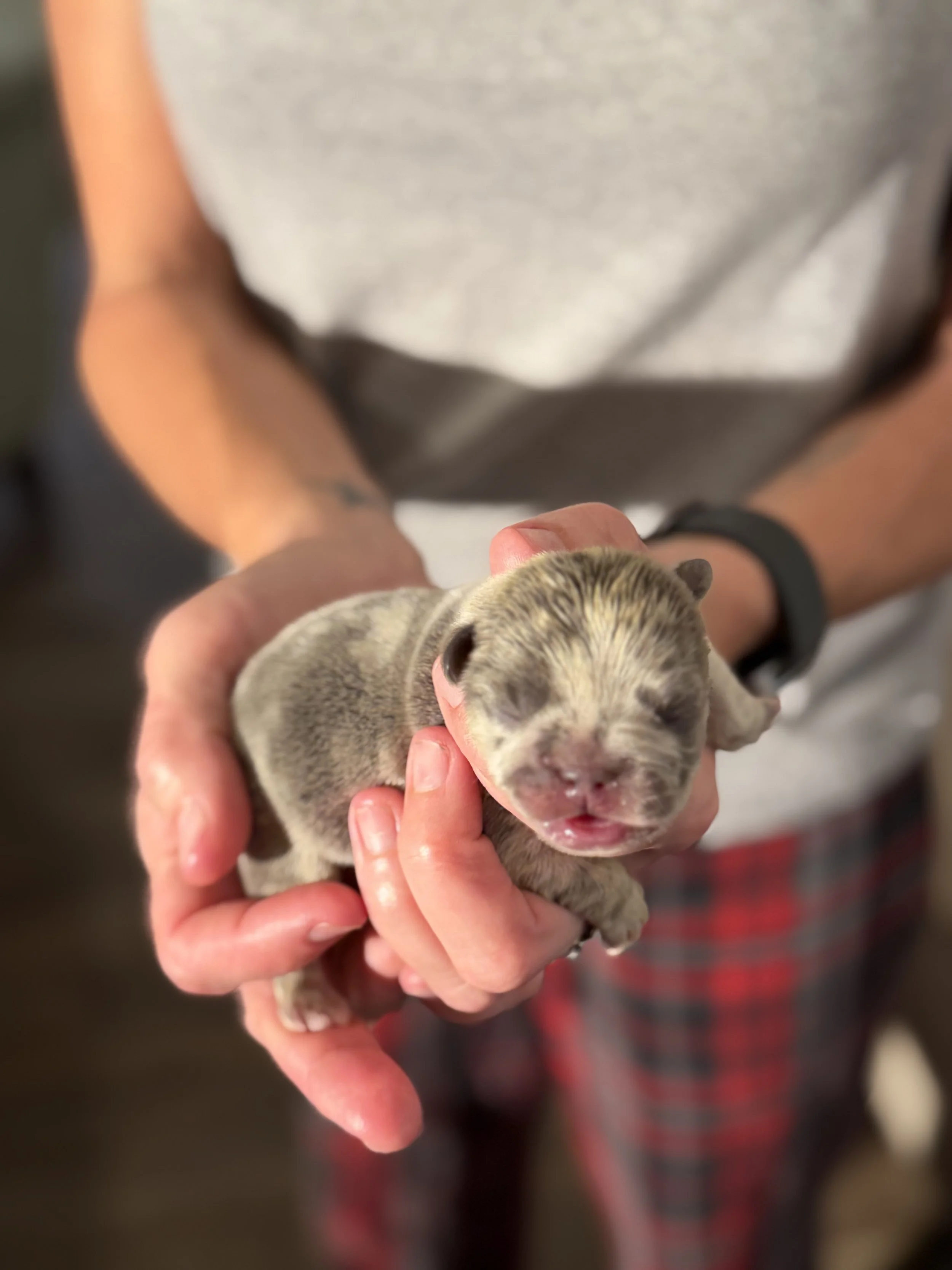 Nala & Cyber Attack Puppies