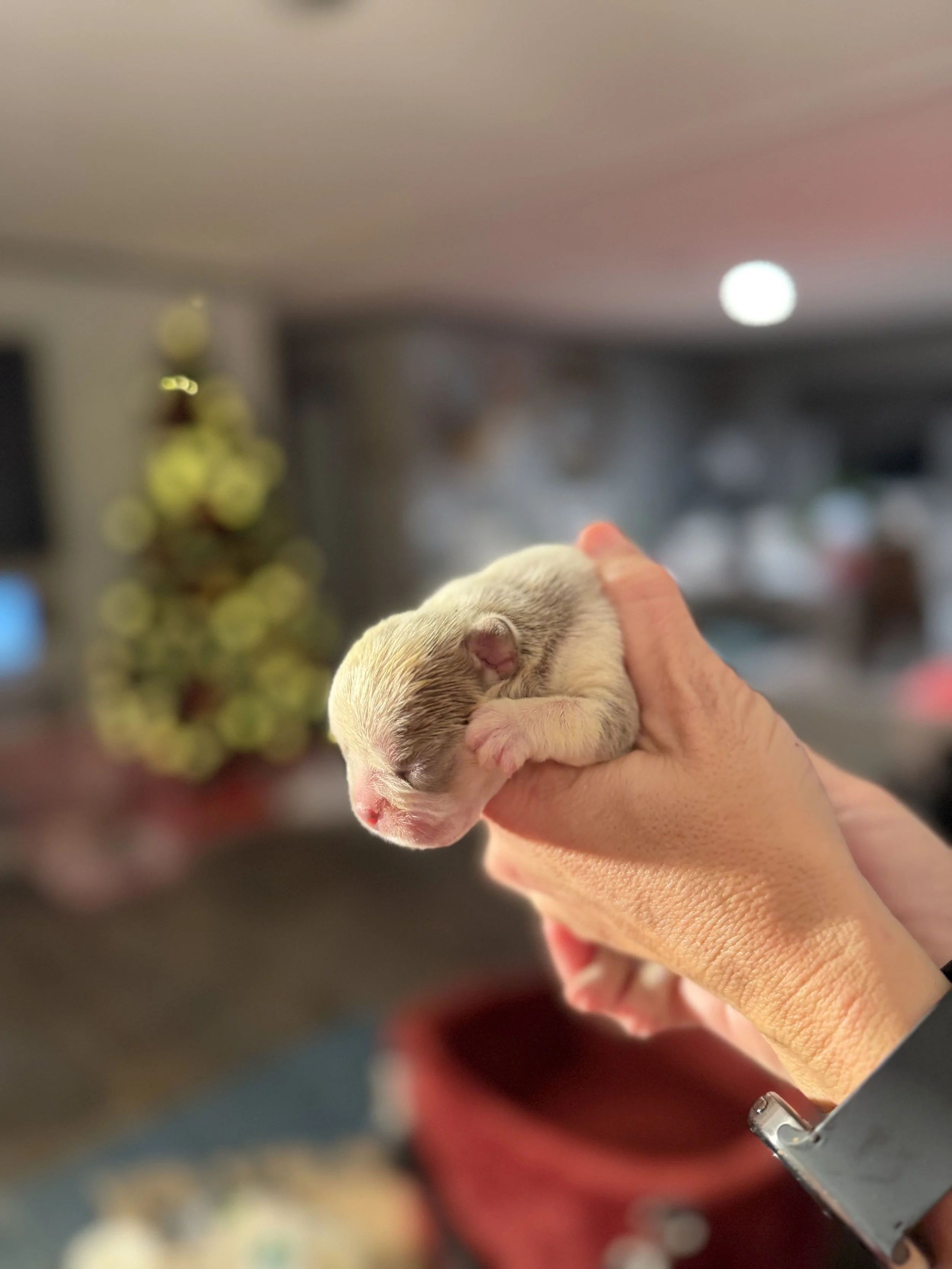 Nala & Cyber Attack Puppies