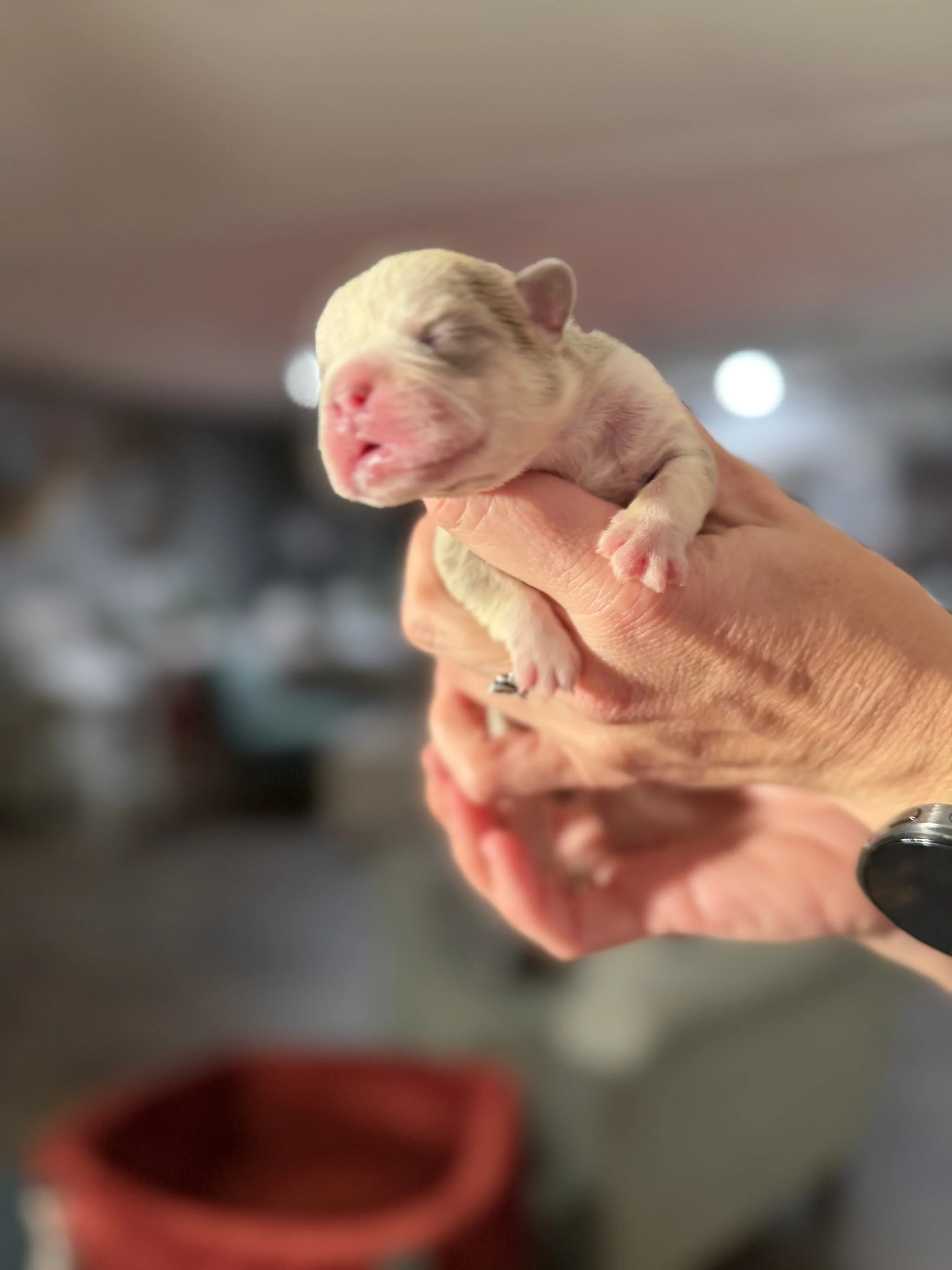 Nala & Cyber Attack Puppies