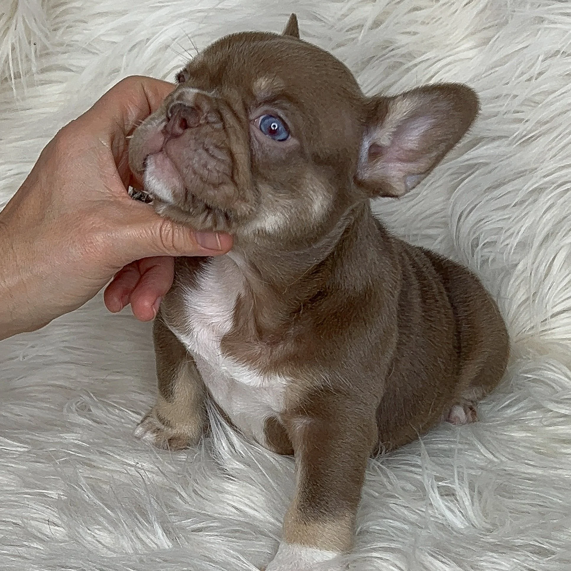 *RESERVED* New shade Rojo & tan Tri Female Pied Carrier Perfect Structure and an even better temperment. 