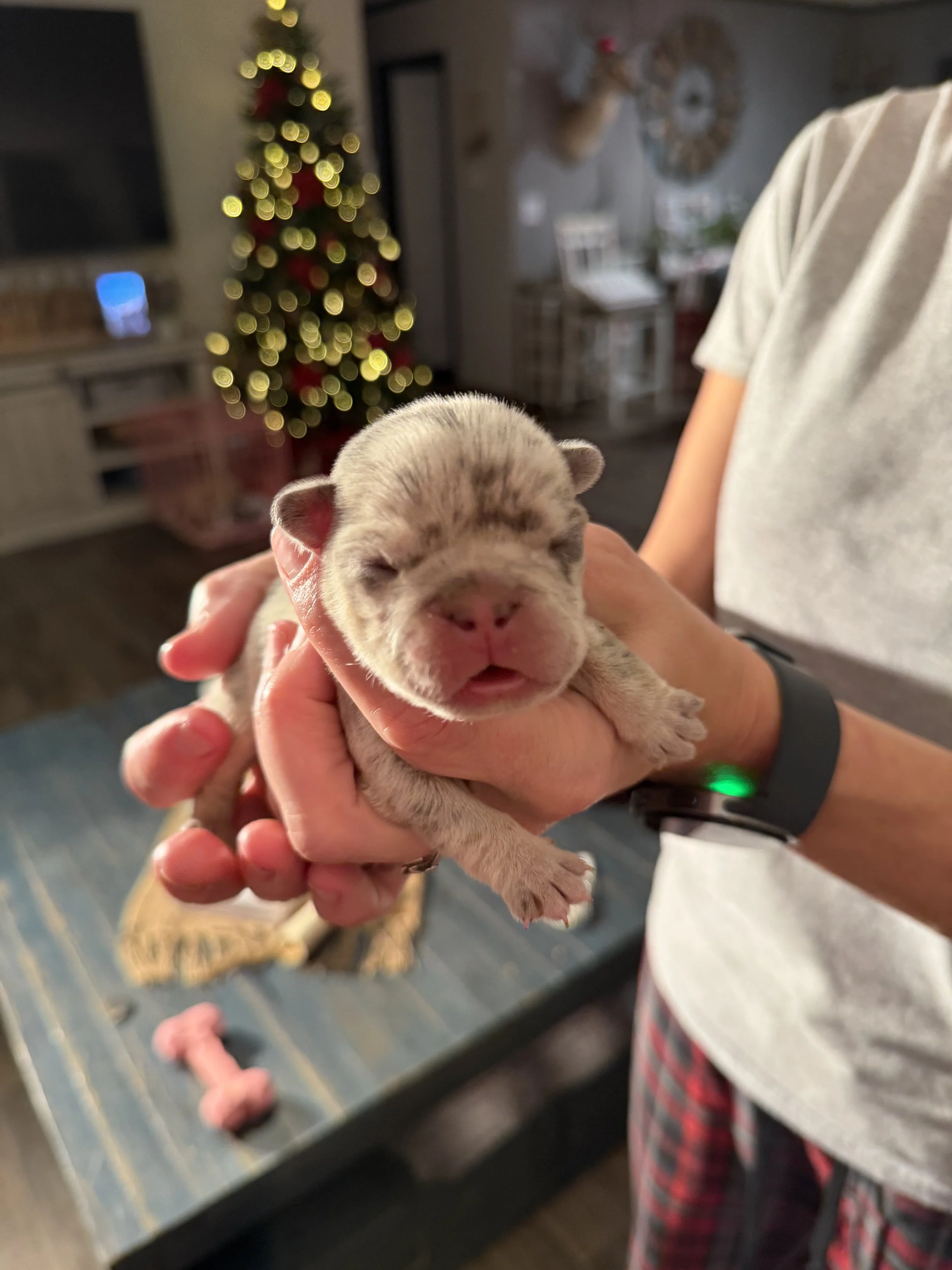 Nala & Cyber Attack Puppies