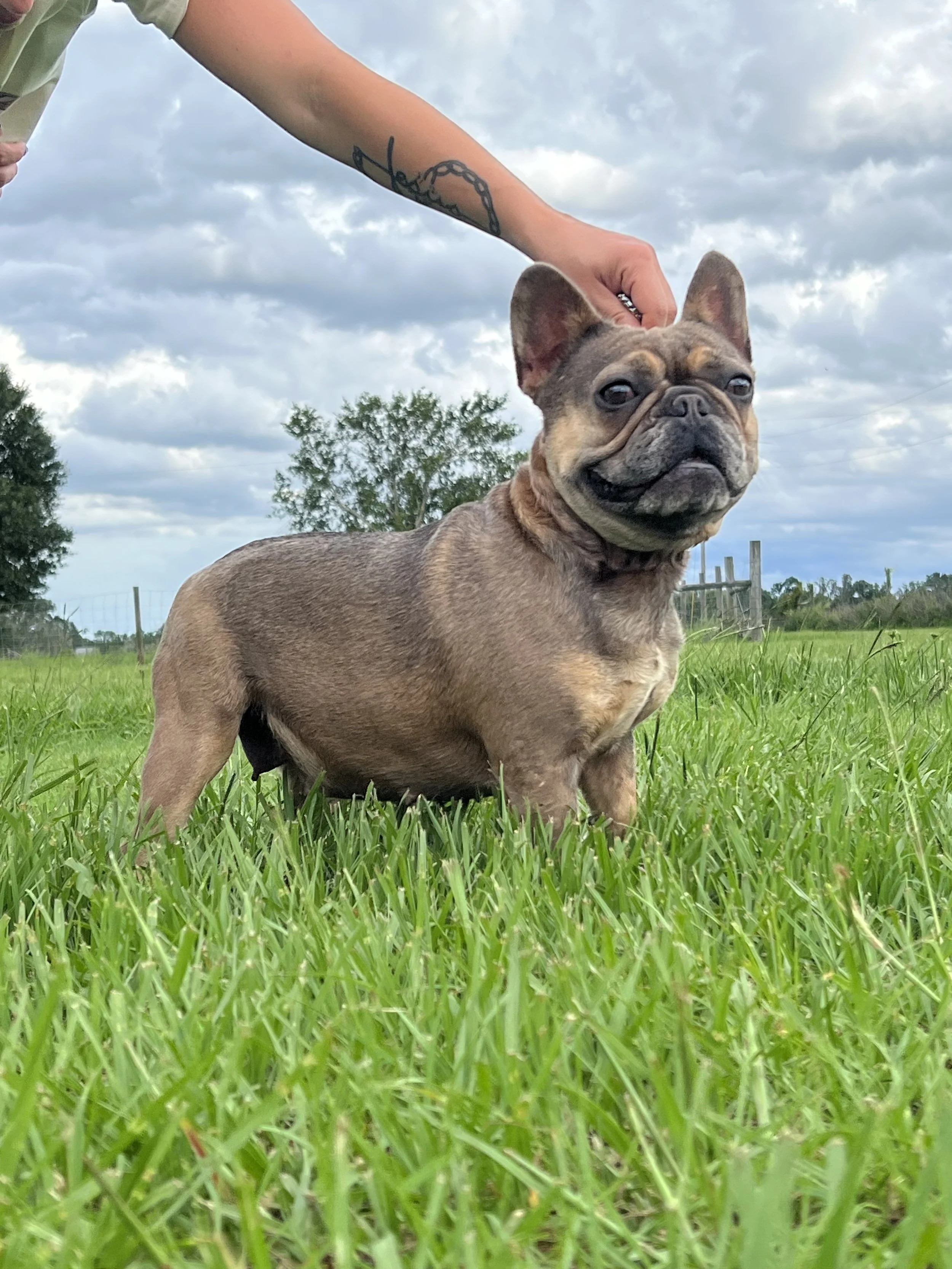 Mirage is a Blue Fawn carrying fluffy, chocolate and pied French Bulldog