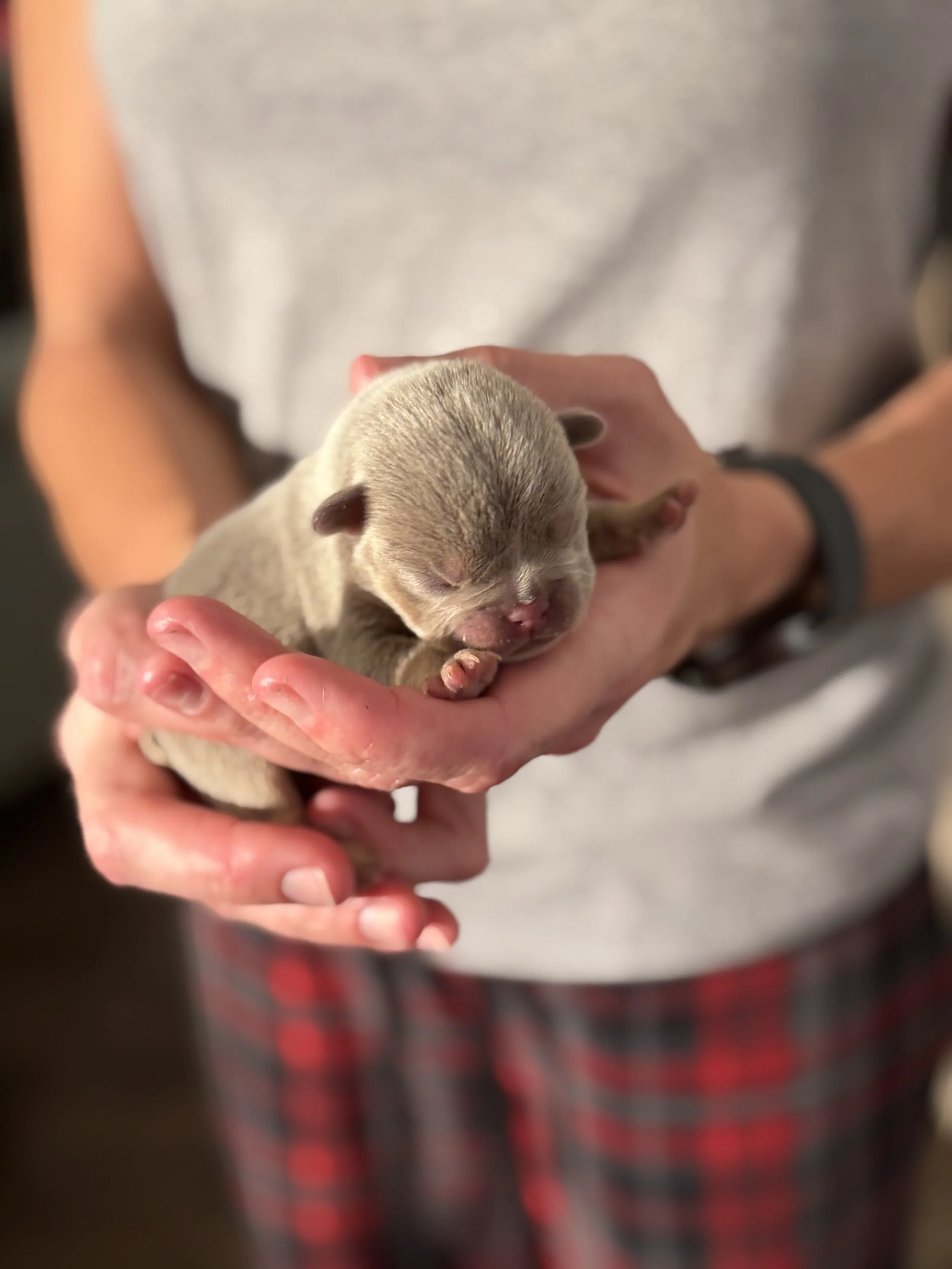 Nala & Cyber Attack Puppies