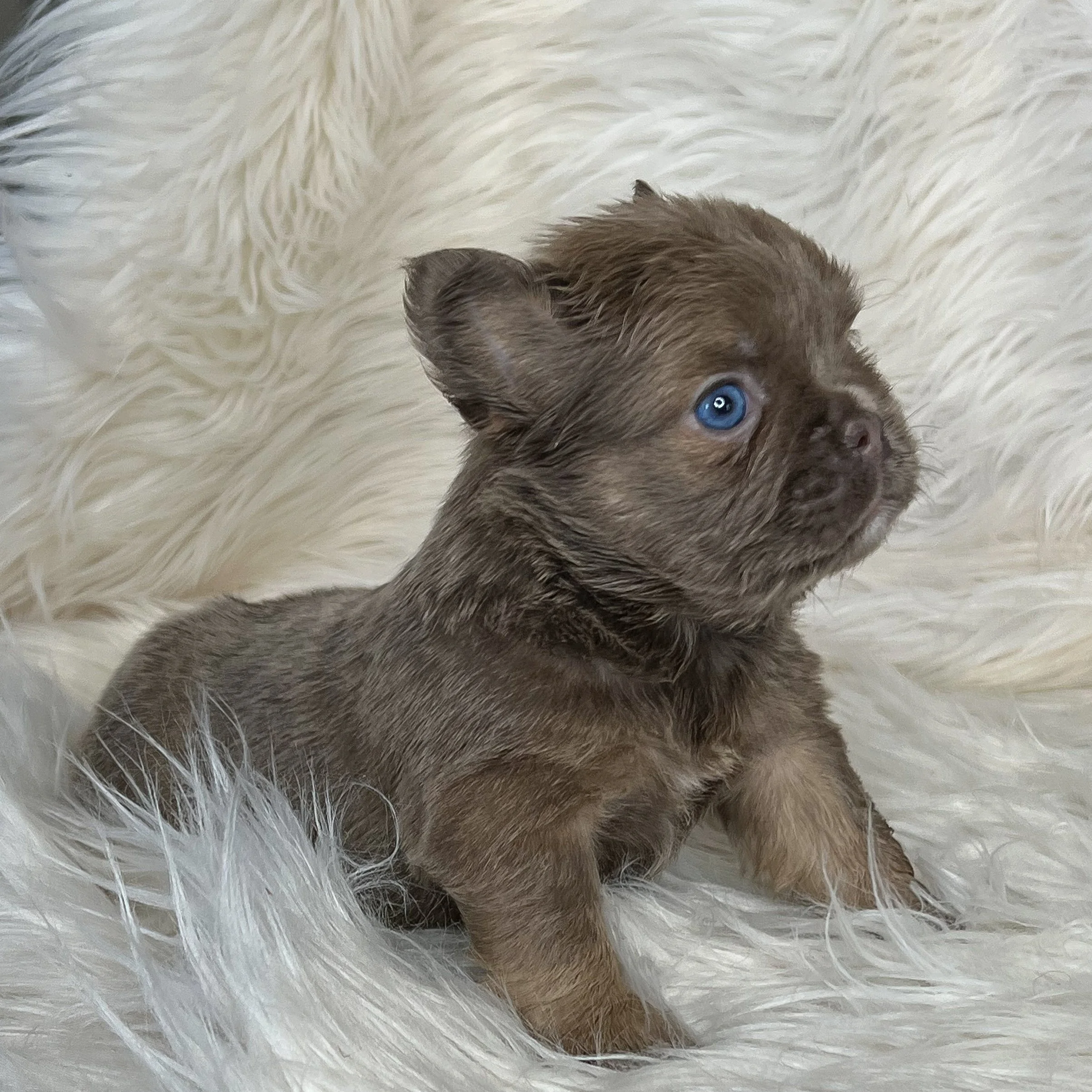 *RESERVED* Isabella Visual Fluffy Female 