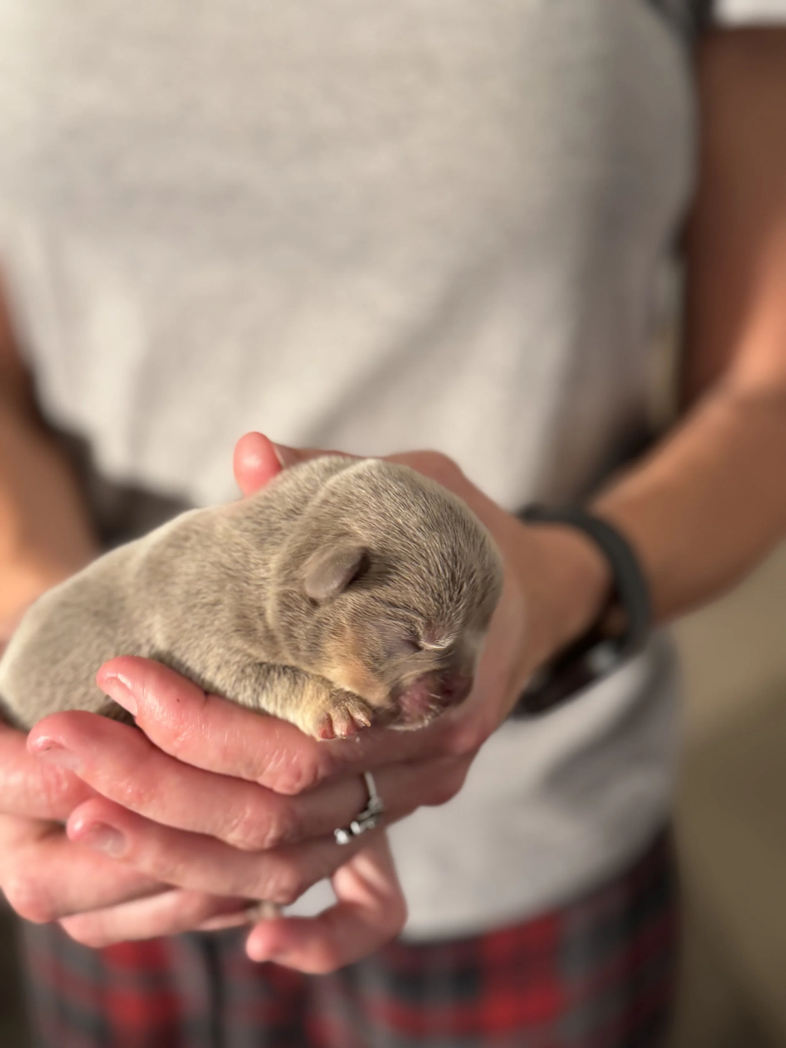 Nala & Cyber Attack Puppies