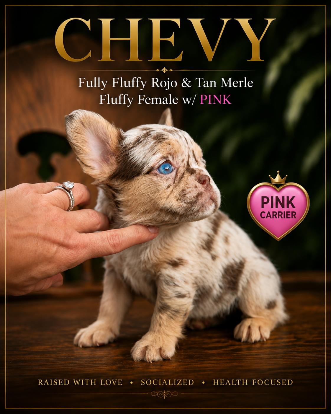 Fully Fluffy Rojo & Tan Merle female with the Pink gene. This French Bulldog or Frenchie puppy is listed for sale.