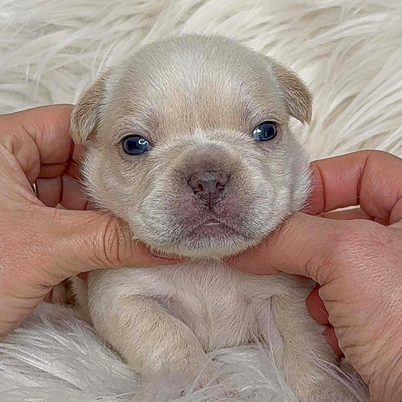 AVAILABLE Cream Male Fluffy Carrier so has a super soft low shedding coat   - $5000 obo