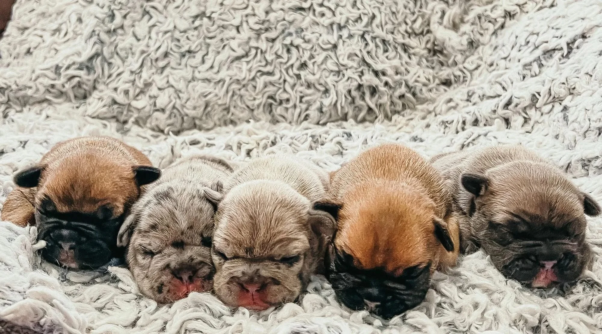 past puppies1.jpg