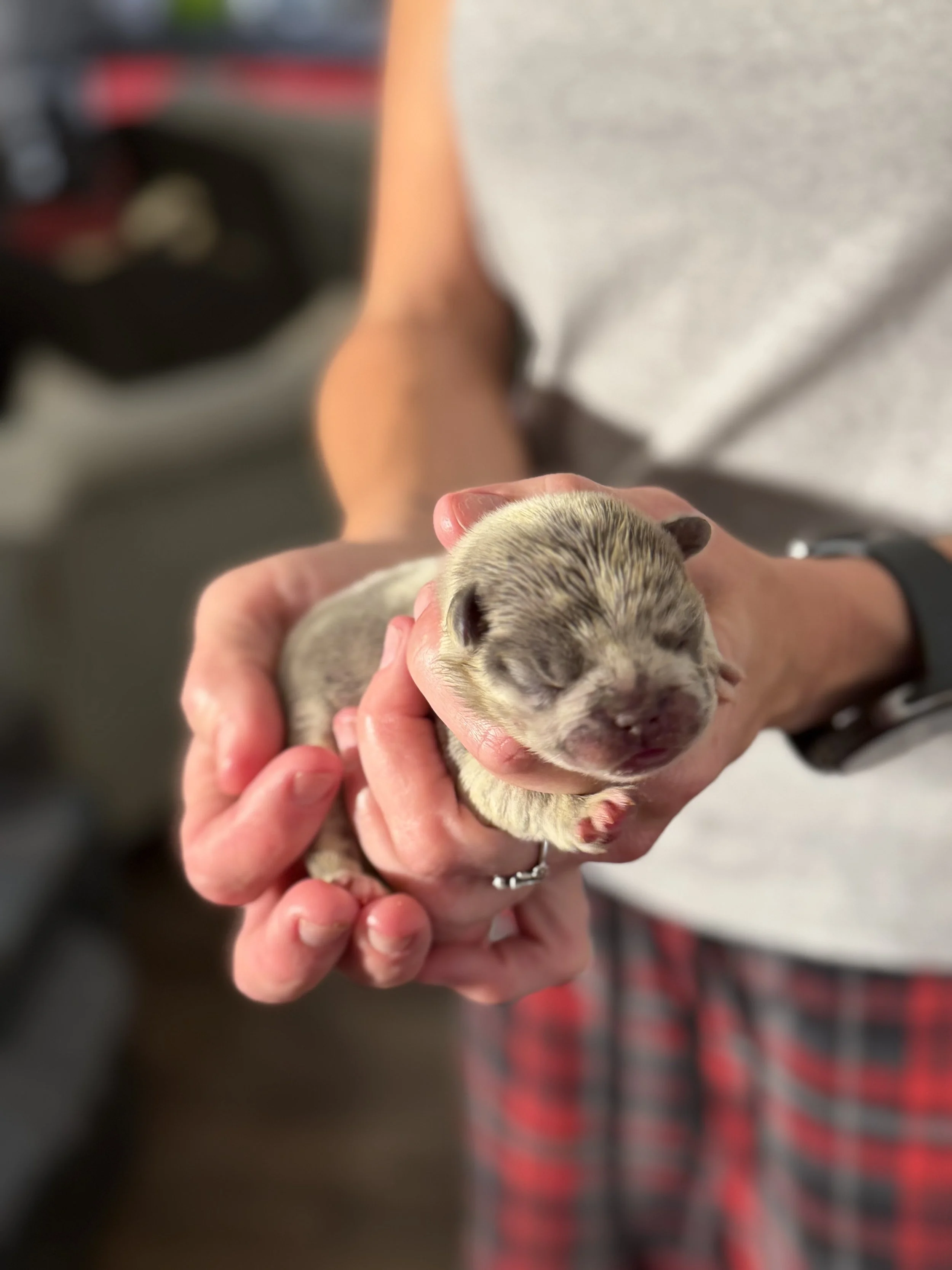 Nala & Cyber Attack Puppies