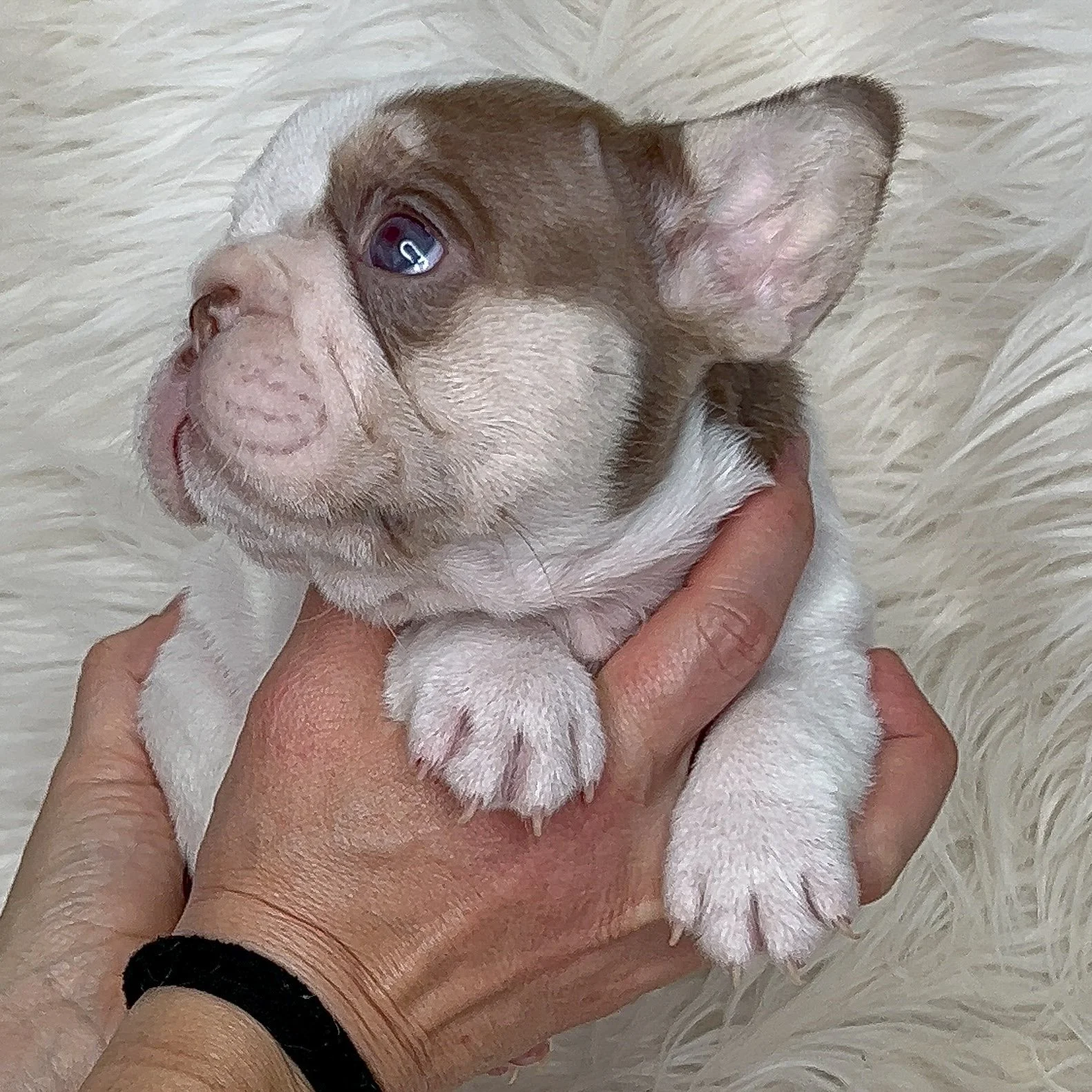  AVAILABLE  New Shade Rojo & Tan Pied Big Rope Female Perfect Structure and such a sweetheart $6500 obo Amazing earset and short back and short little legs. Looking for her furever home. Ready to go 3/3/2026 comes with a  year health guarantee and he