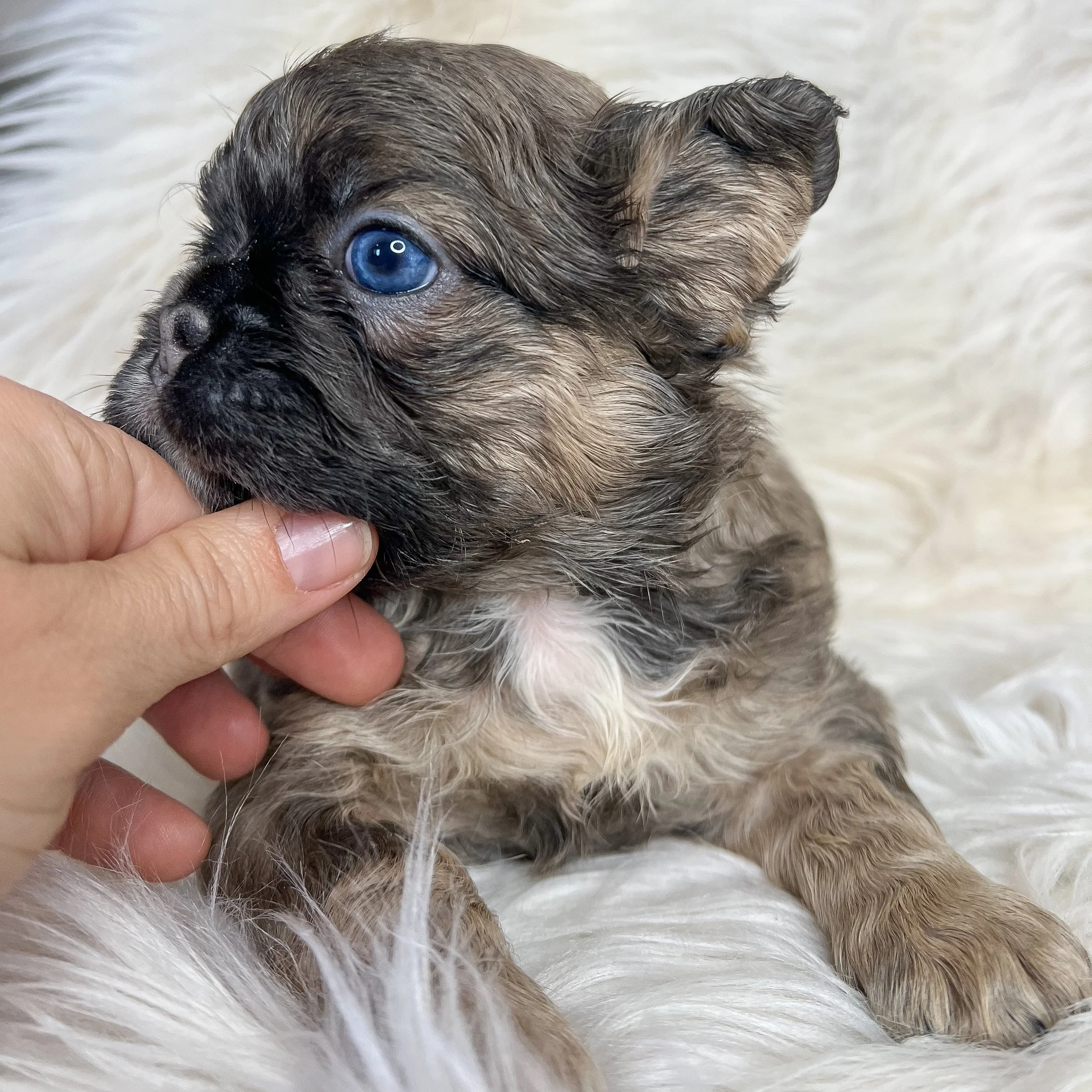 *RESERVED* Blue Sable Curly Visual Fluffy Female 