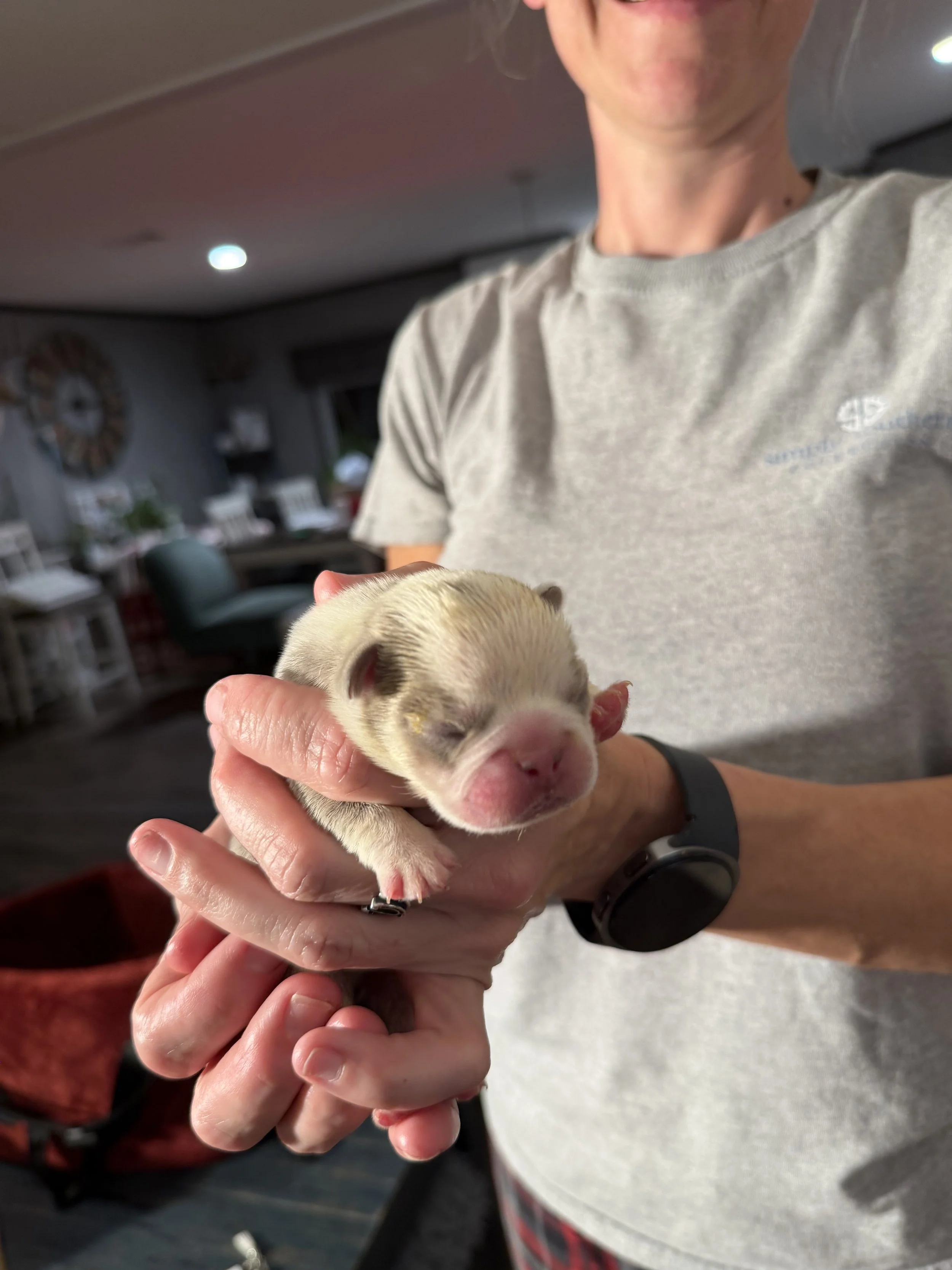 Nala & Cyber Attack Puppies