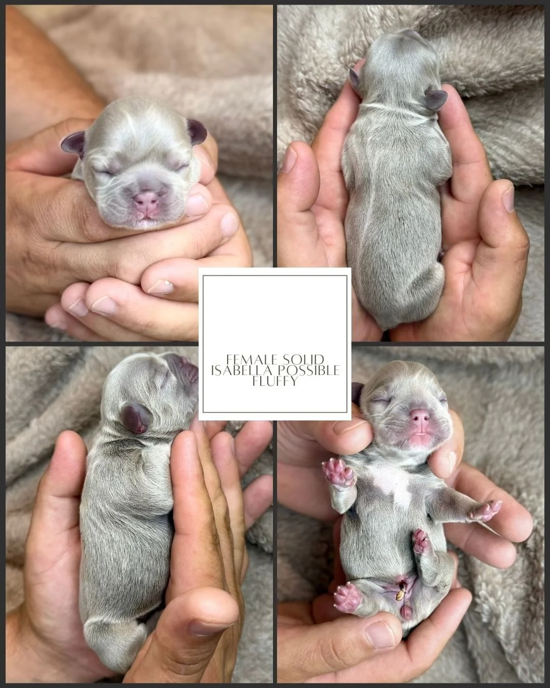 Female Solid Isabella Possible Fluffy French Bulldog Puppy ready to find its new home,  Florida Cracker Frenchies