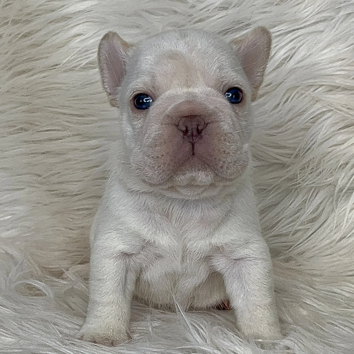  AVAILABLE  Double cream big rope  Male Super sweet boy with a playful personality and just loves to be cuddled He is a copy paste of his Daddy HurriKane.  Amazing earset and short back and short little legs. Looking for his furever home. Ready to go