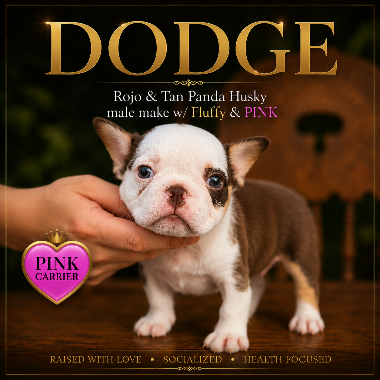 A Roho and Tan Panda Husky Male French Bulldog or Frenchie puppy available for sale. He carries Pink Gene and visual Fluffy Gene