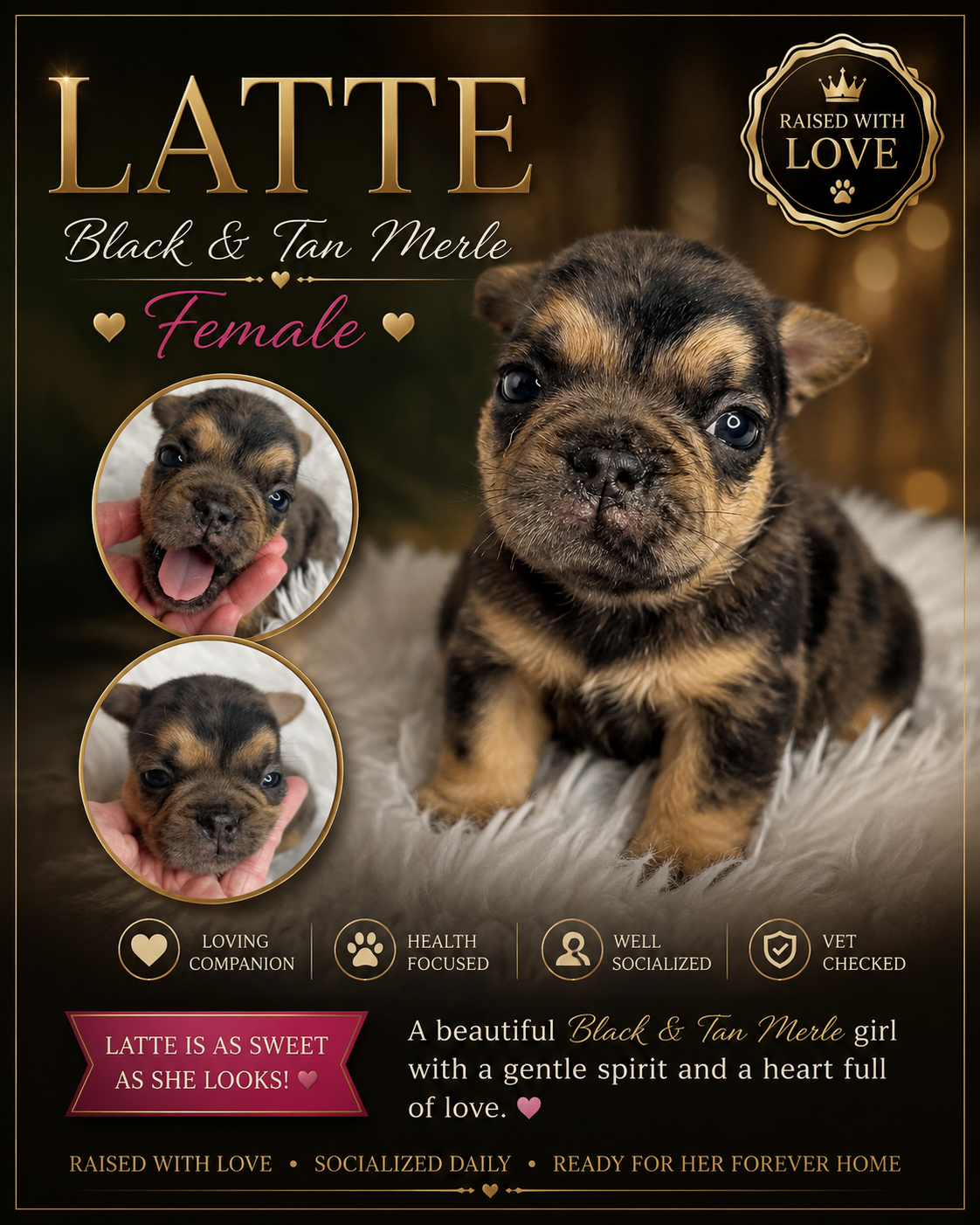 Black and Tan Merle Female French bulldog or frenchie puppy available for sale with the sweetest demeanor and amazing structure